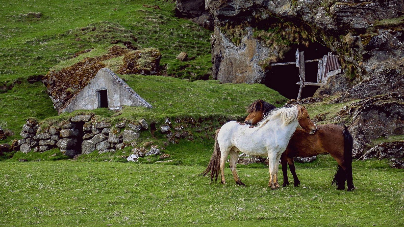 Download wallpaper 1600x900 horse, pasture, farm, grass, structure