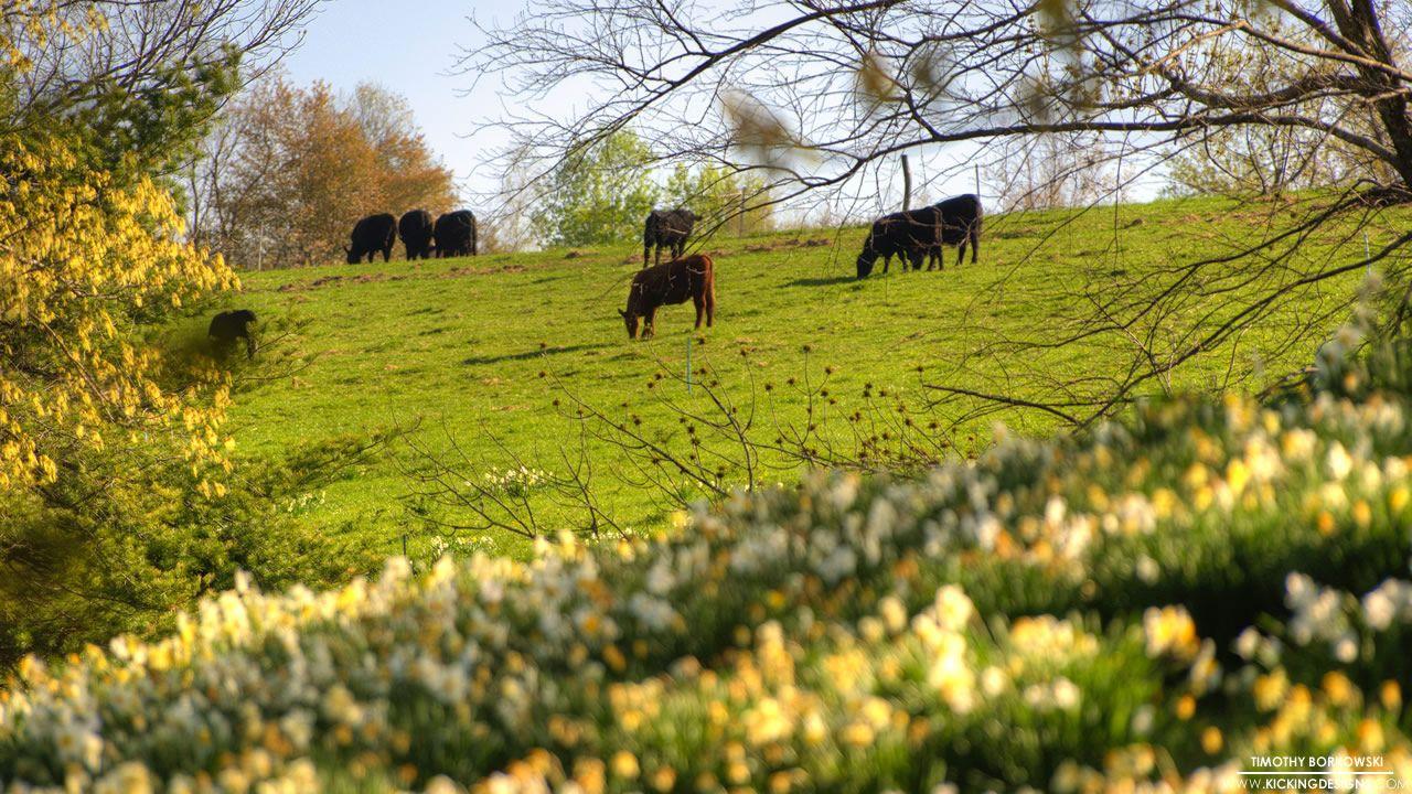 Cattle In A Pasture 5 2 2014 Wallpaper Background