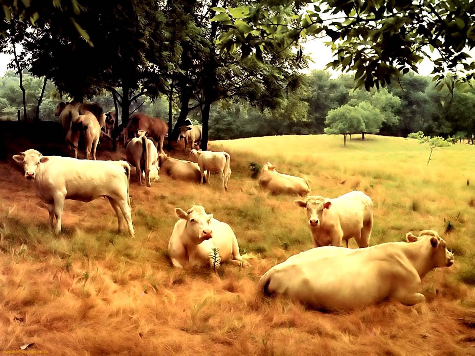 Many Cows Resting At Pasture Wallpaper