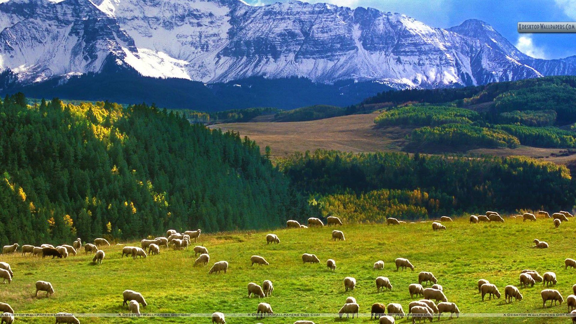 Grazing Sheep, Last Dollar Road, Colorado Wallpaper