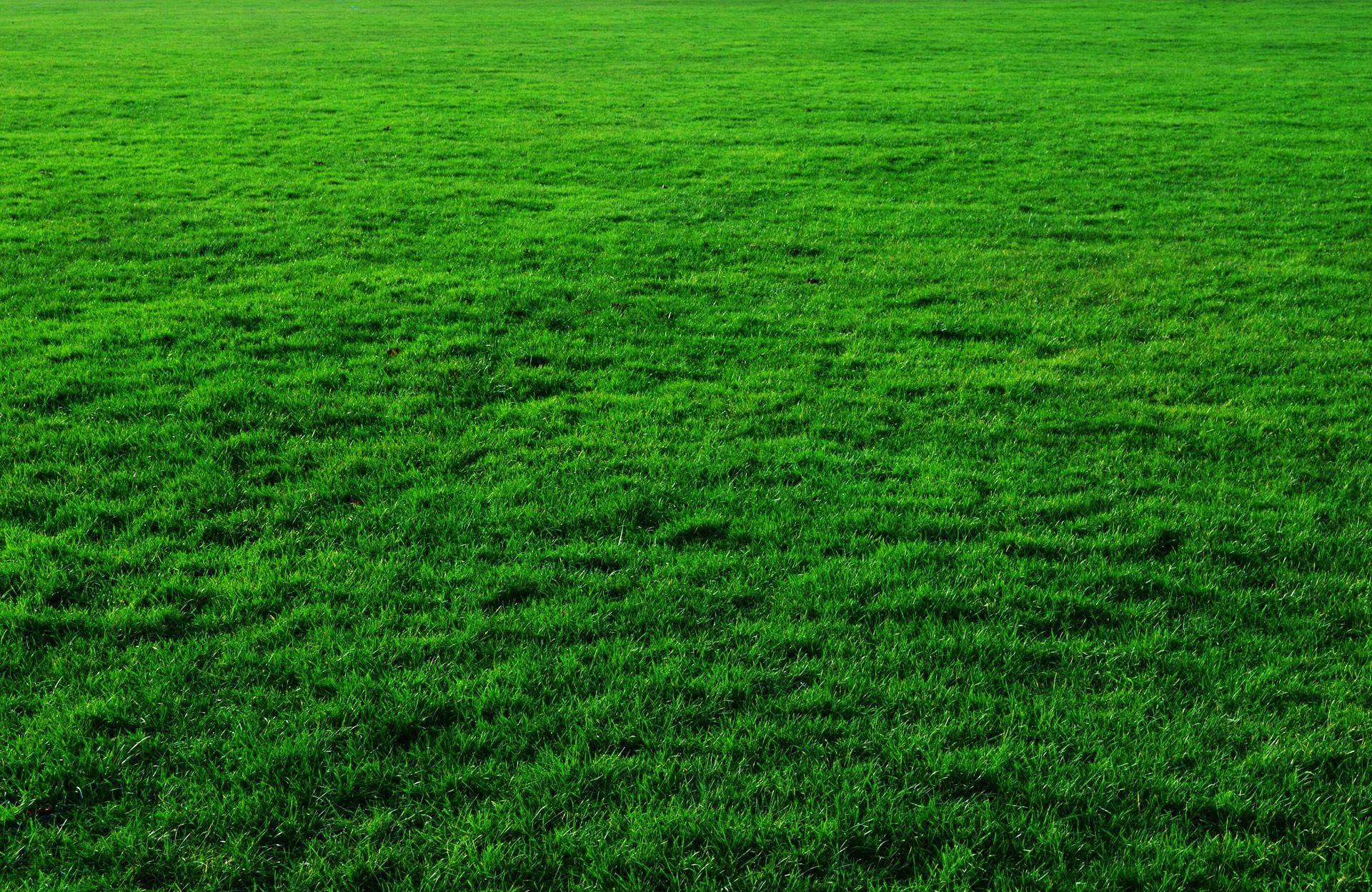 Download Grass Wallpaper. Best Collections of Top Wallpaper