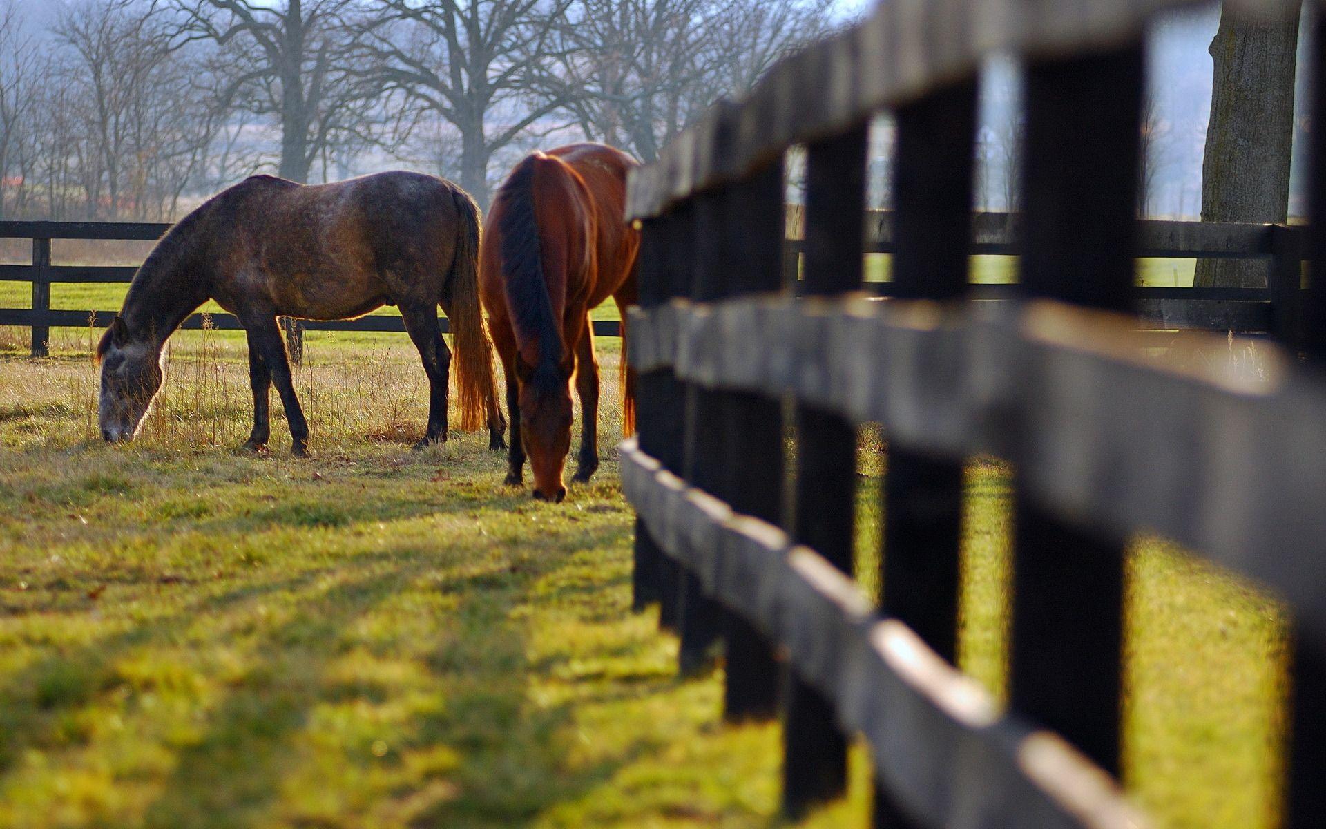 Easy Ways To Create Healthier Pastures Racing News. Paulick