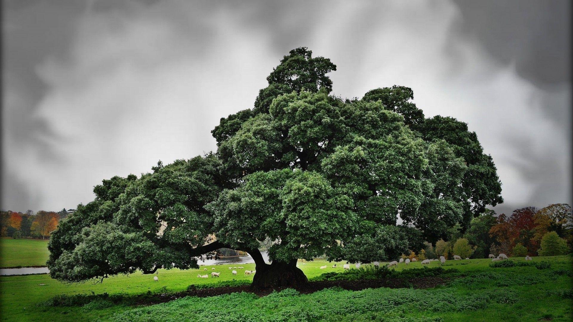 landscapes, nature, trees, grass, sheep, lone tree, pasture