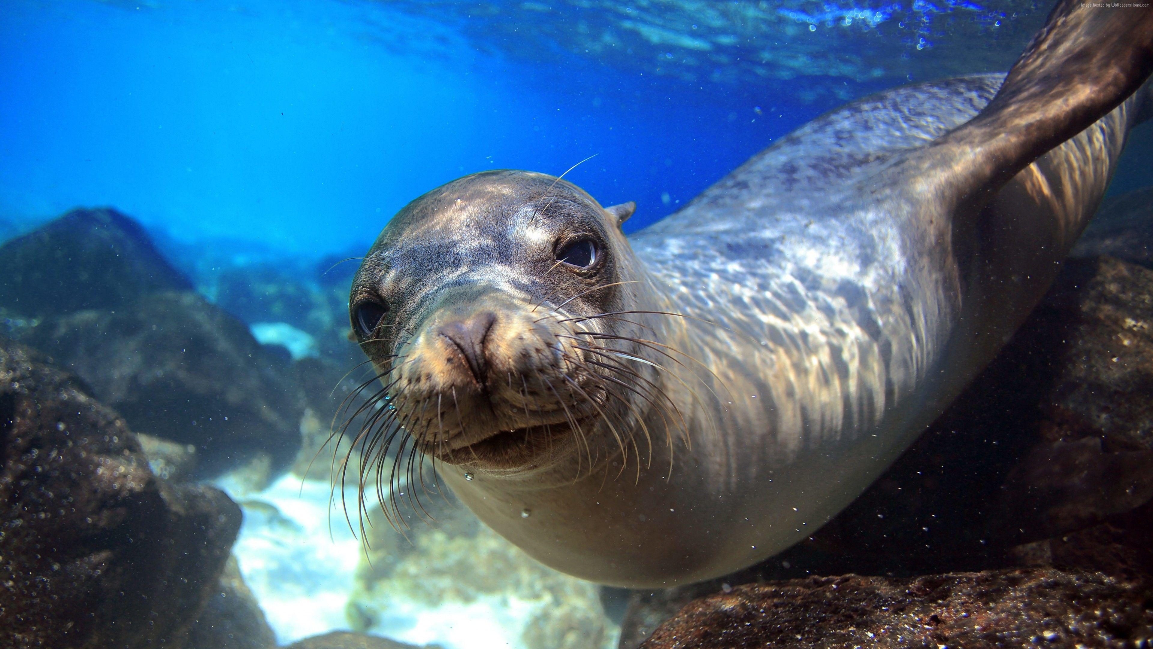 4k Wallpaper Sea Lion Galapagos Island Ecuador Underwater Close Up