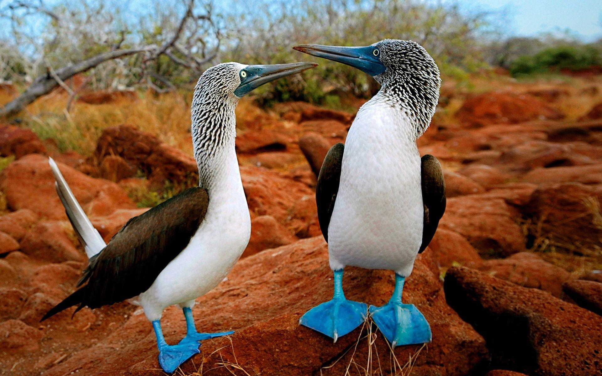 The Galapagos Islands: A Natural Selection for Divers