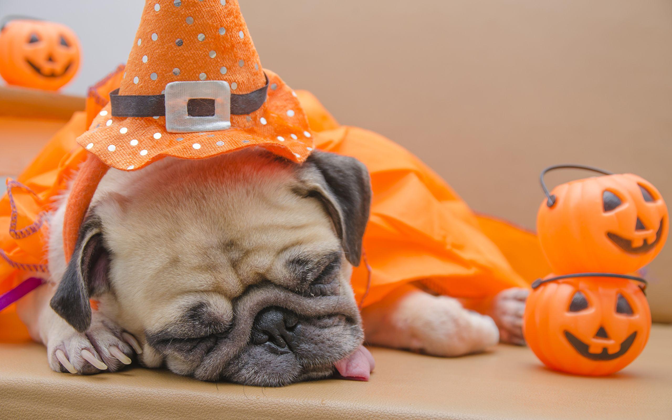 Photo Pug Dogs Sleep Pumpkin Halloween Animals 2560x1600