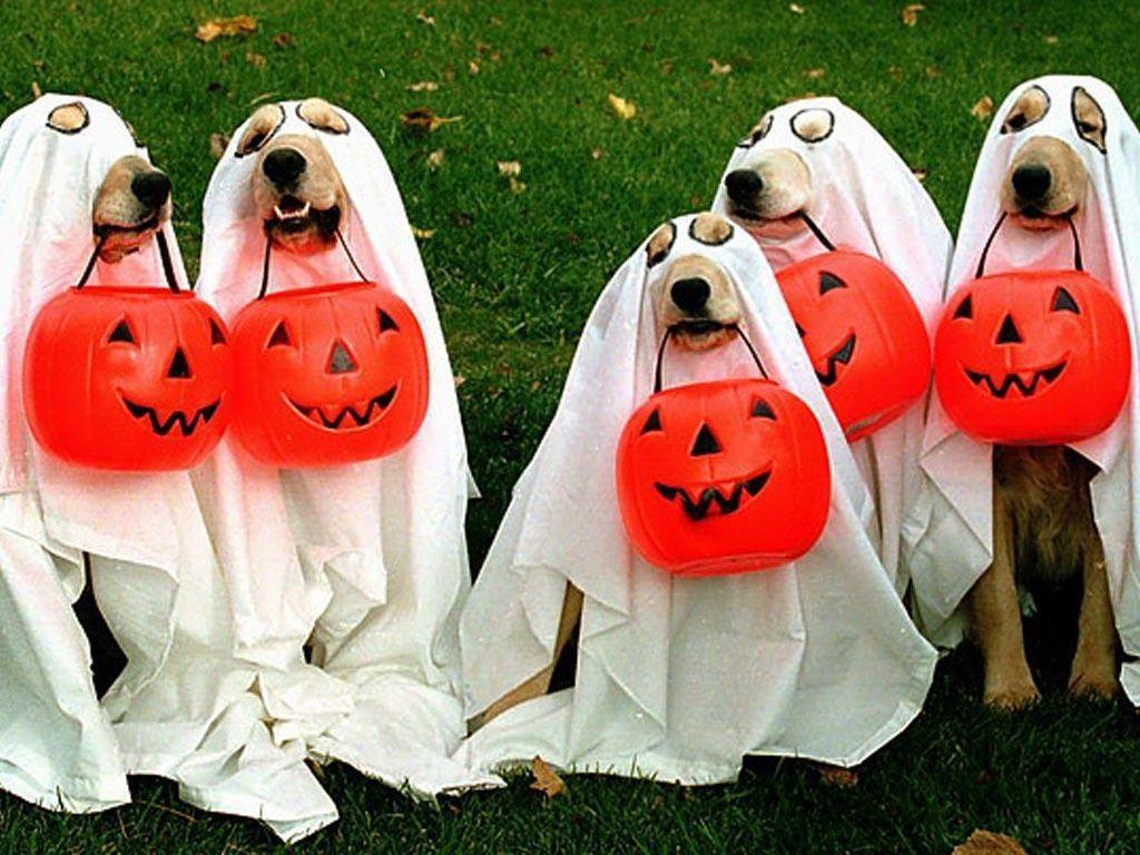 Halloween Dressed Dogs Wallpaper. Casey Ray STL