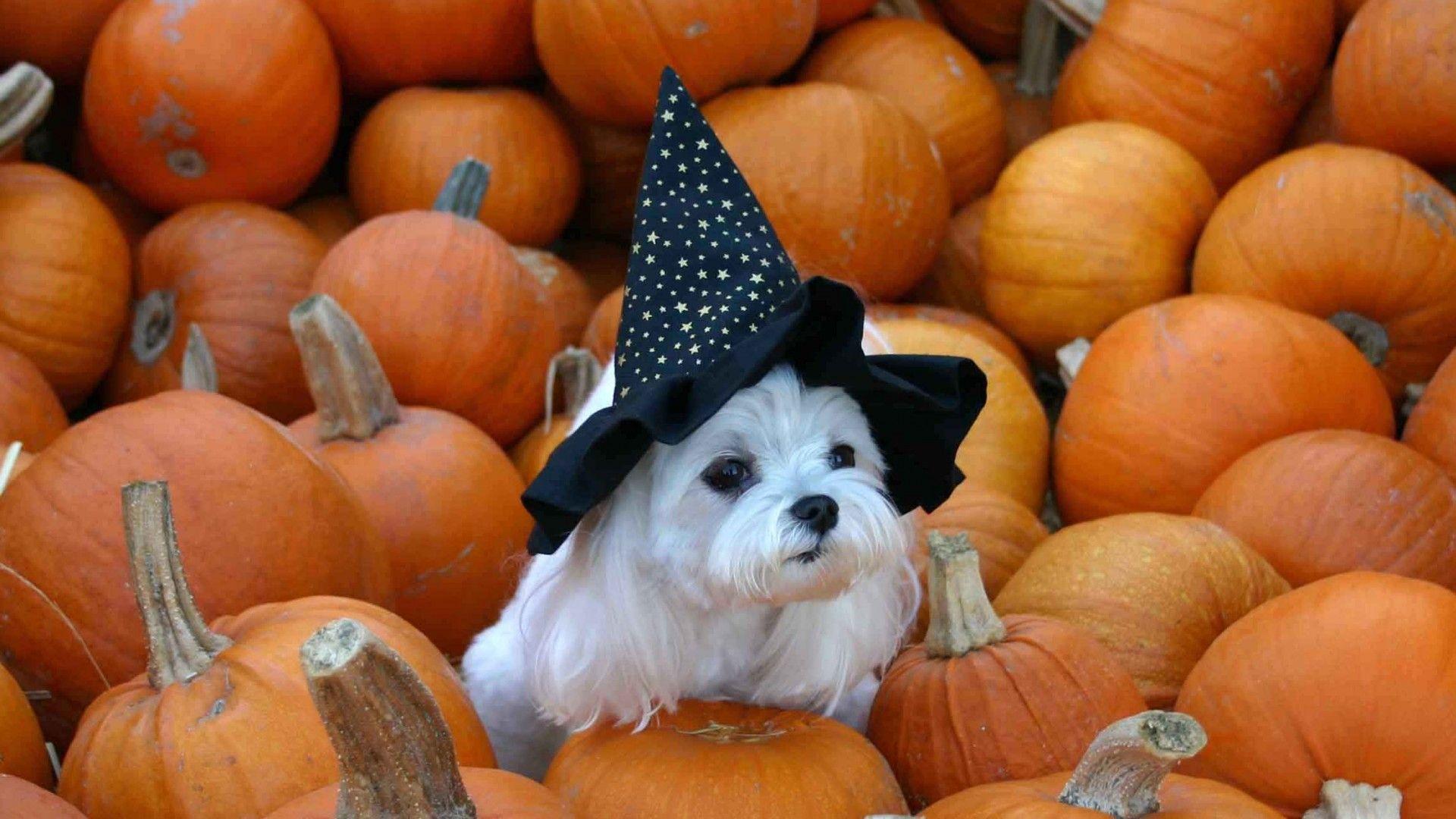 Simply: Im a sweet witch orange hat black dogs
