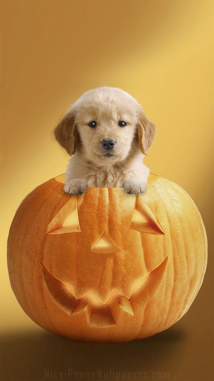 Cute dog pumpkin Halloween iPhone wallpaper. Halloween puppy, Halloween animals, Cute little puppies