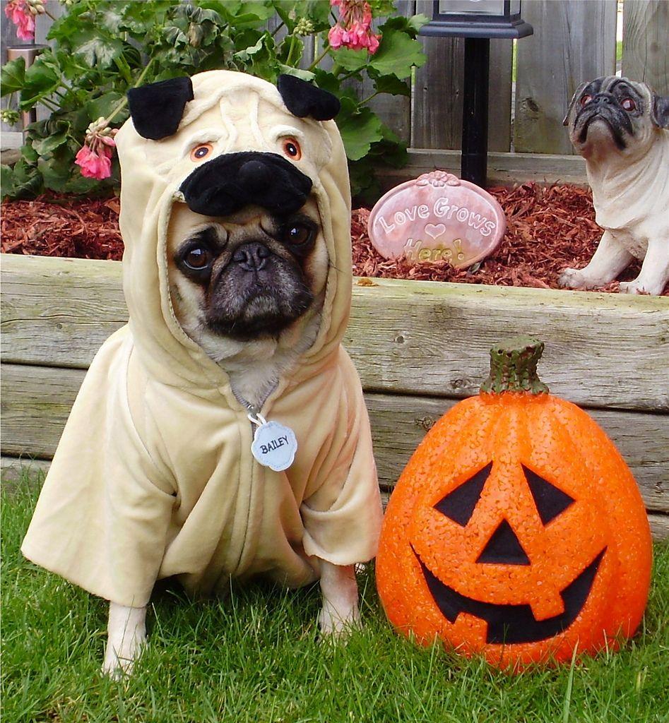 Pug in Halloween costume photo and wallpaper. Beautiful Pug