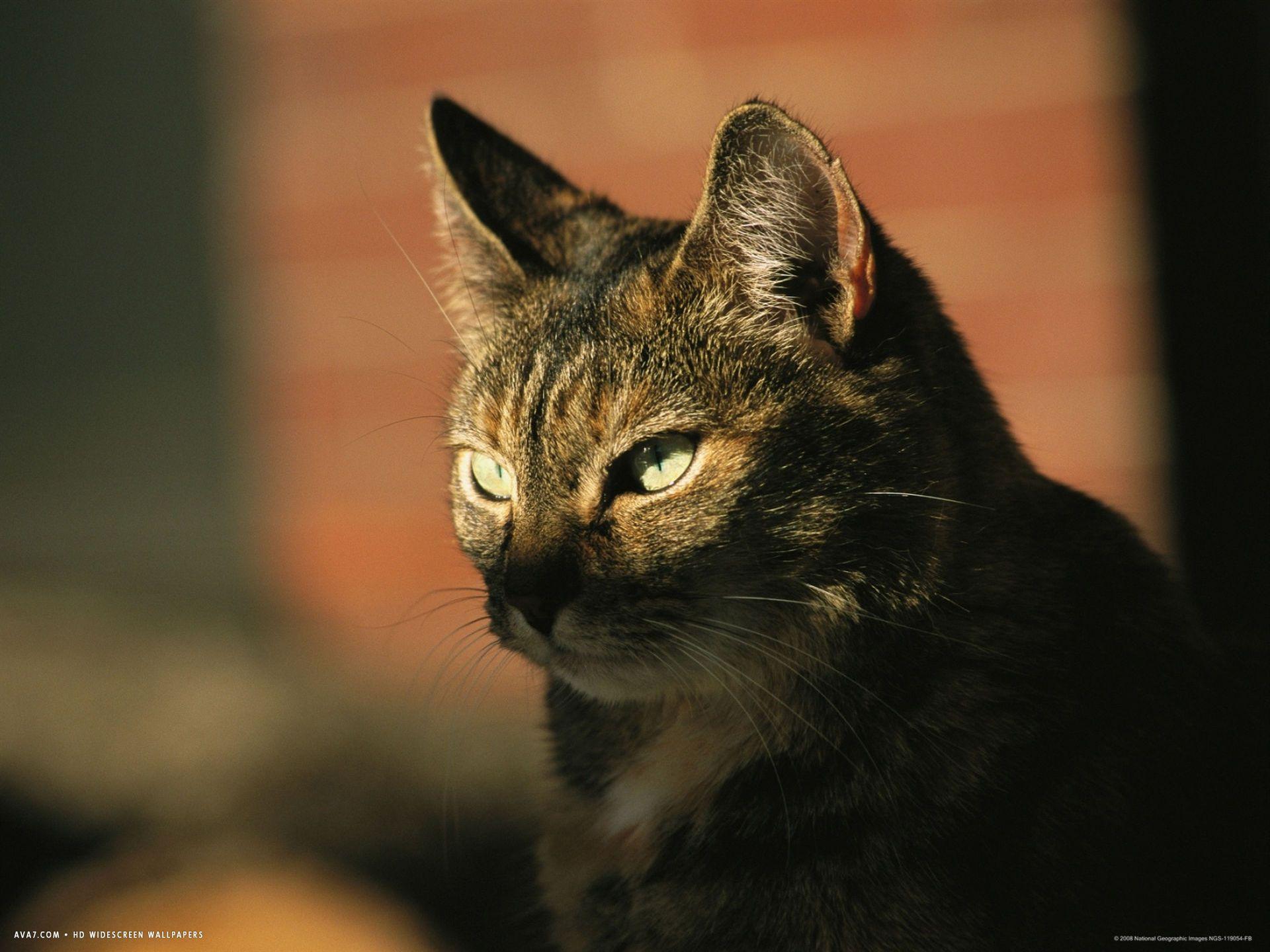 a portrait of a pet tabby cat desktop wallpaper. domestic cat HD