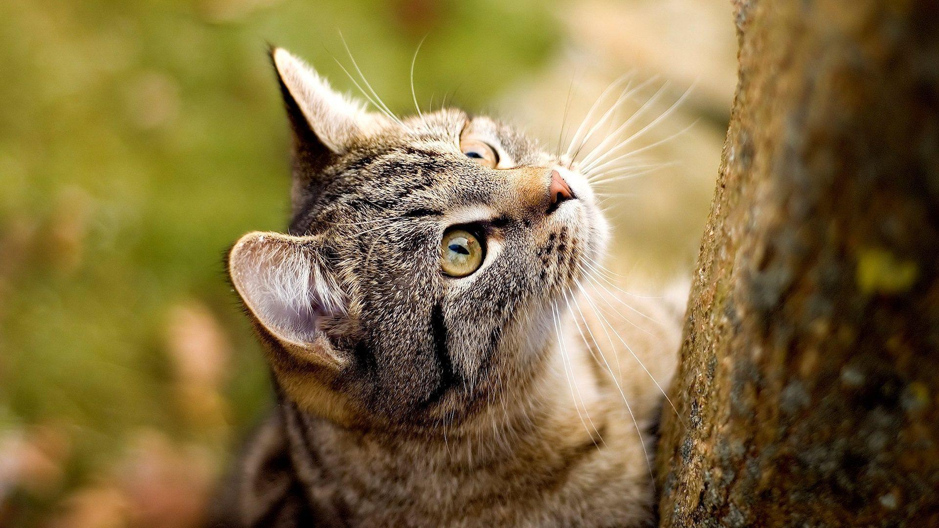 Free HD Cat Wallpaper -Learn more about how to care for cats at