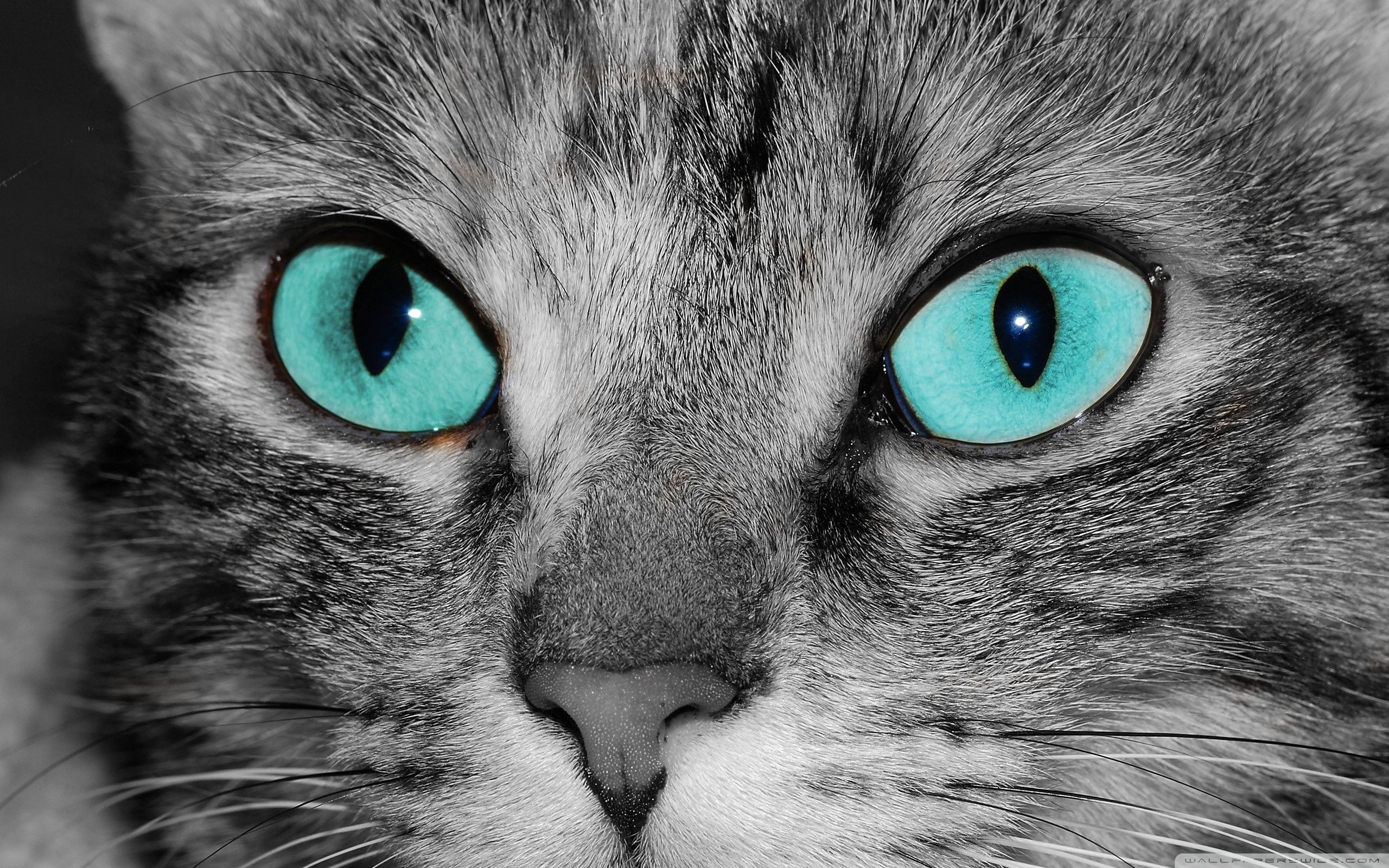 Close Up Of A Grey Tabby Cat Face ❤ 4K HD Desktop Wallpaper for 4K