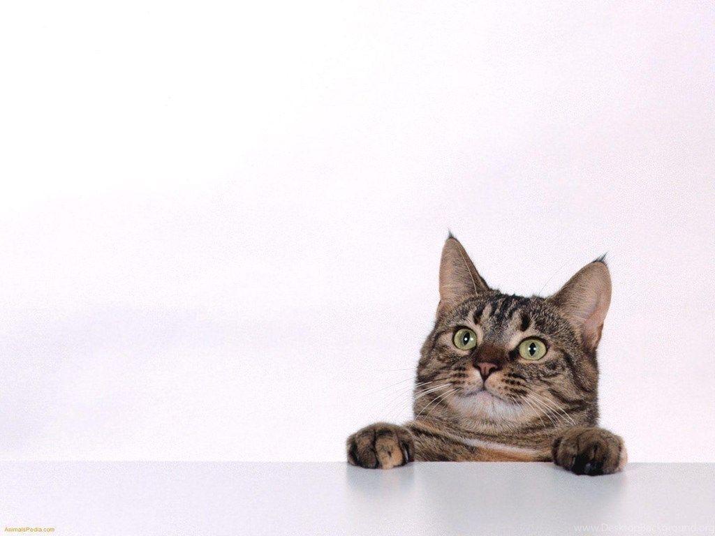 Mister Curiosity Tabby Mix 1 - Cat Wallpaper - ShareWallpaper