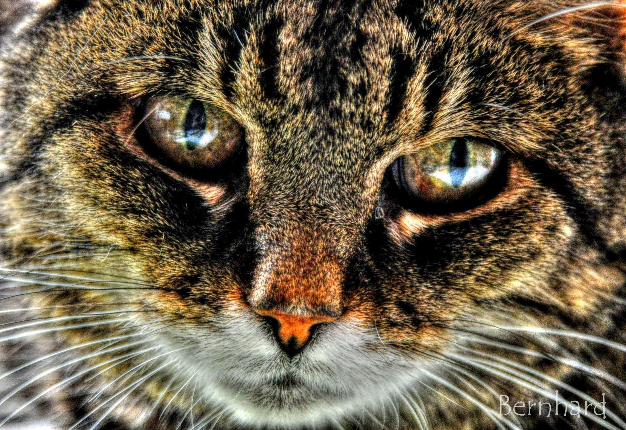 Close Up Photography Brown Tabby Tabby Cat Cat Cat Wallpaper