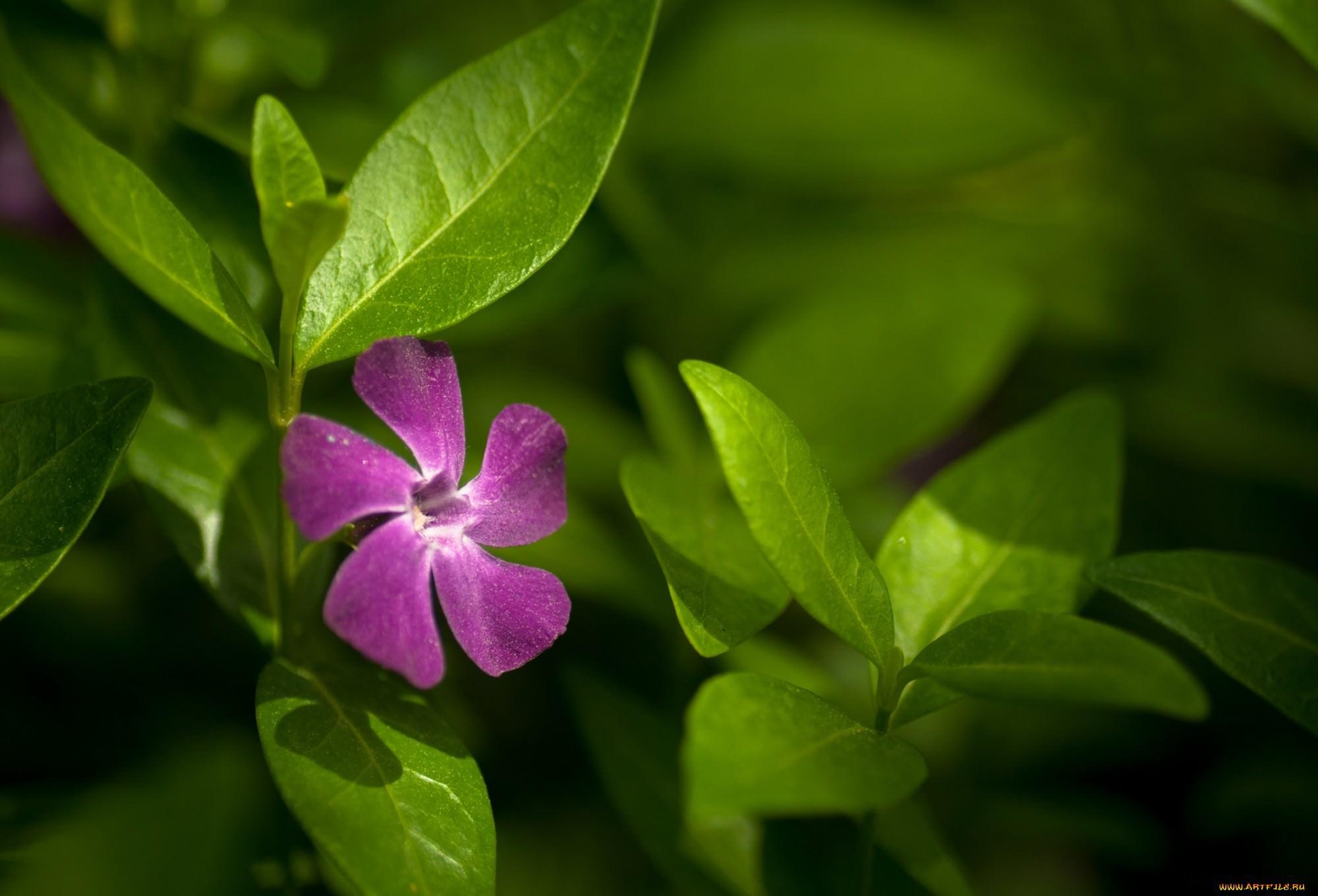 Periwinkle flower growing in the garden wallpapers and image.