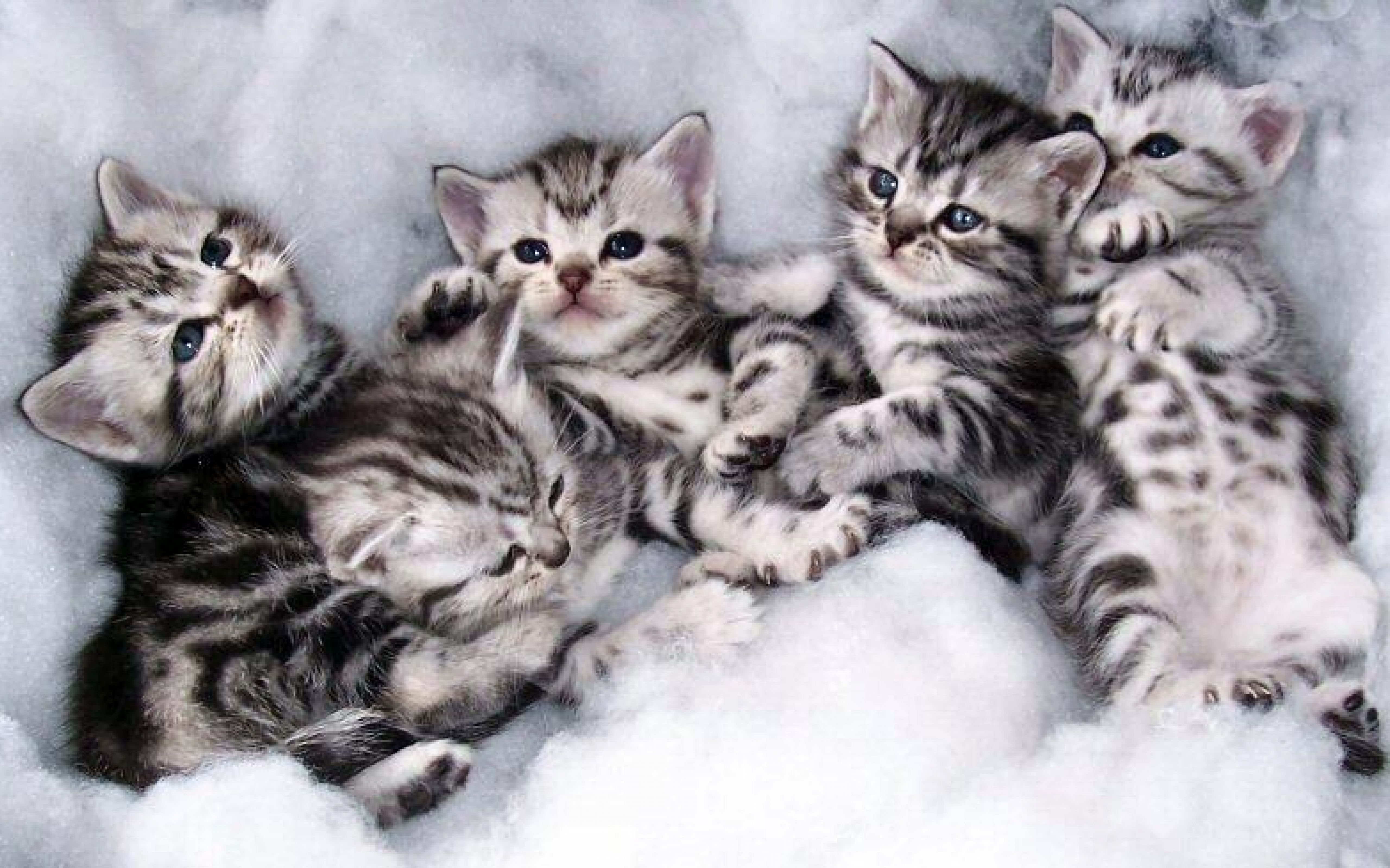 Animals & Birds American Shorthair Kitten wallpaper Desktop, Phone