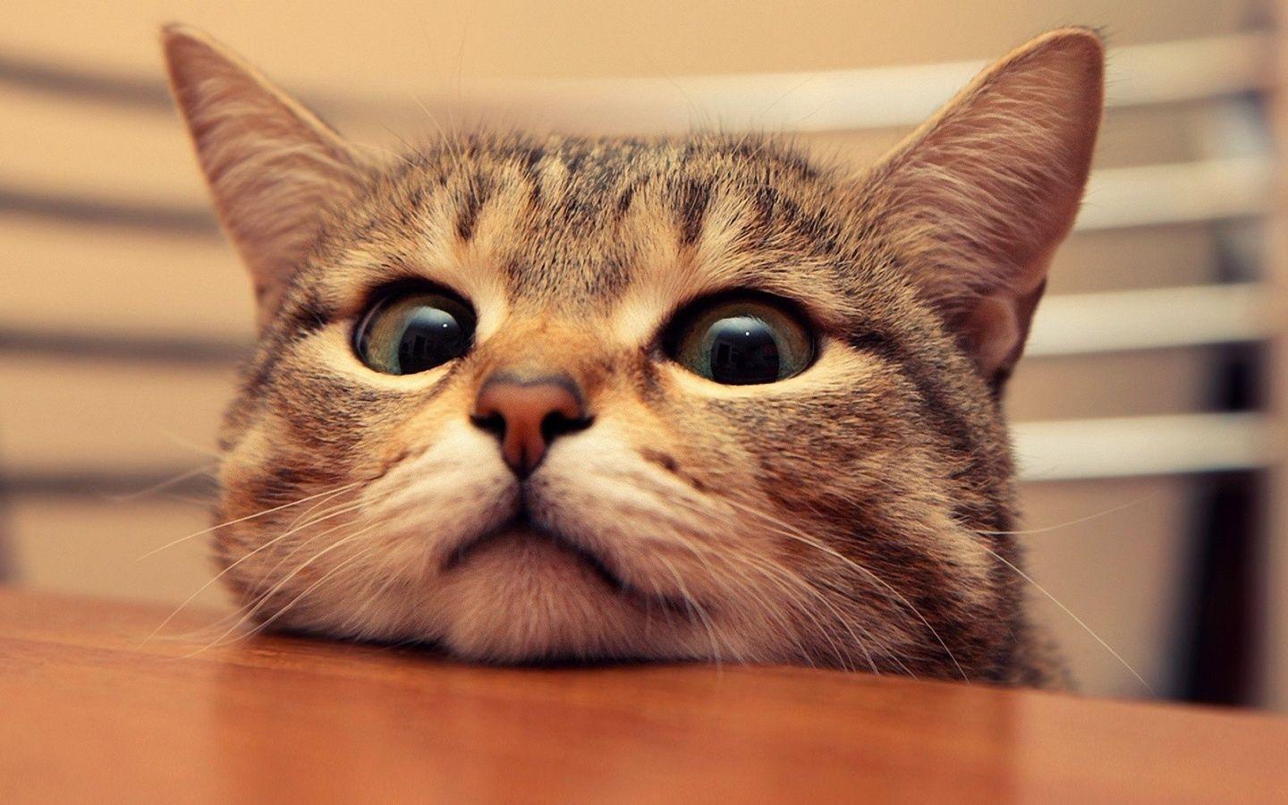 Hungry Cat Wallpaper. Wallpaper Studio 10. Tens of thousands HD