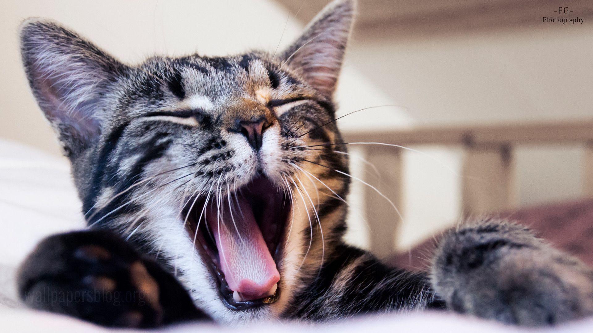 Cat Wallpaper for Desktop background picture