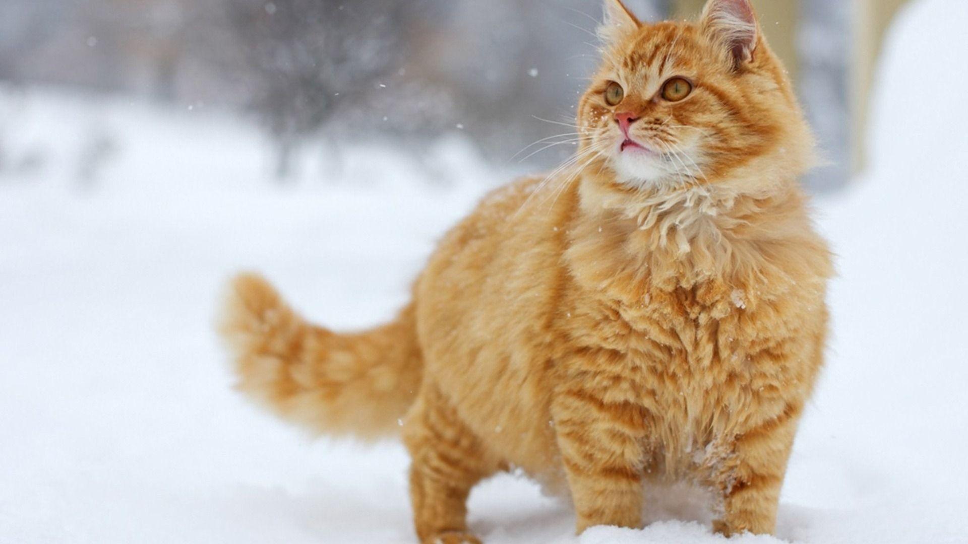 Snow Cat, High Definition, High Quality, Widescreen