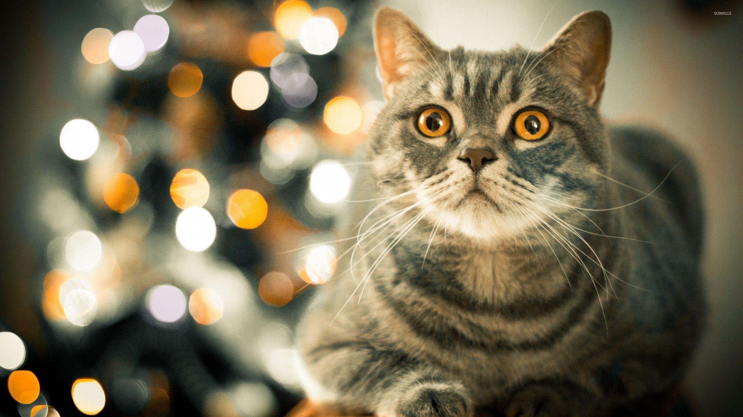 Best Cats Wallpaper Without Words