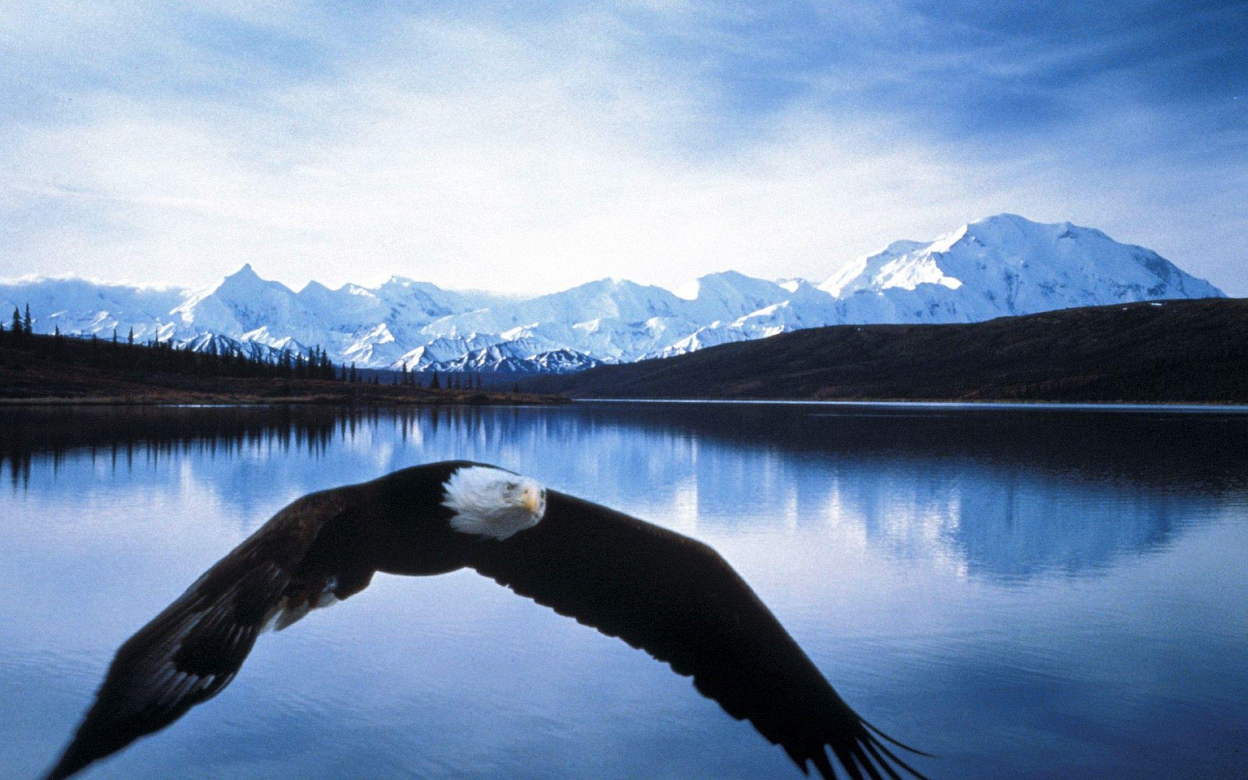 HD Bald Eagle In Flight Denali National Park Alaska Wallpaper