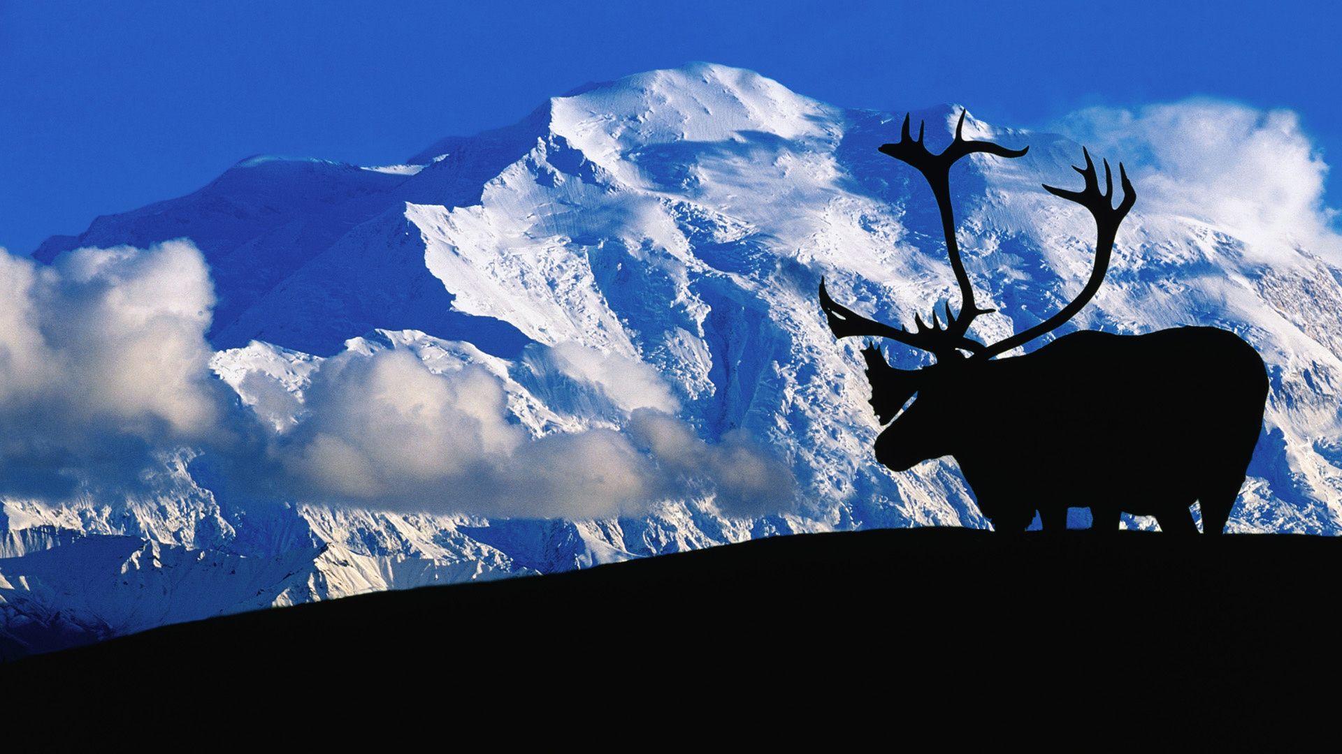 Wallpaper mountains, deer, snow, denali national park desktop
