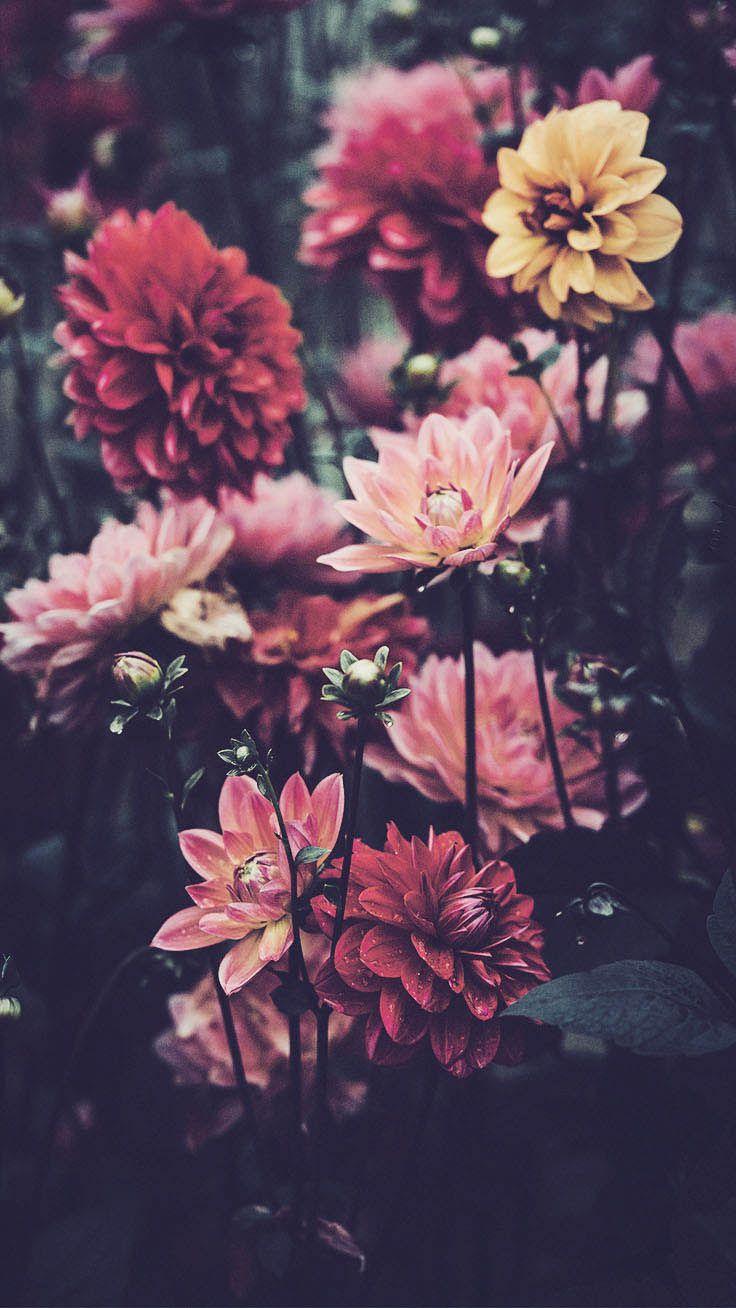 Pretty Wallpaper For Your New iPhone Xs Max. Flower Photography