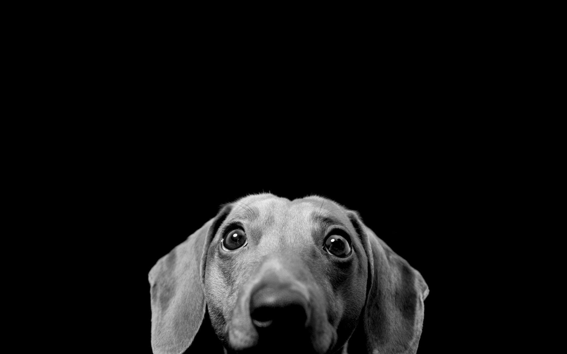Black and White Dog Wallpaper