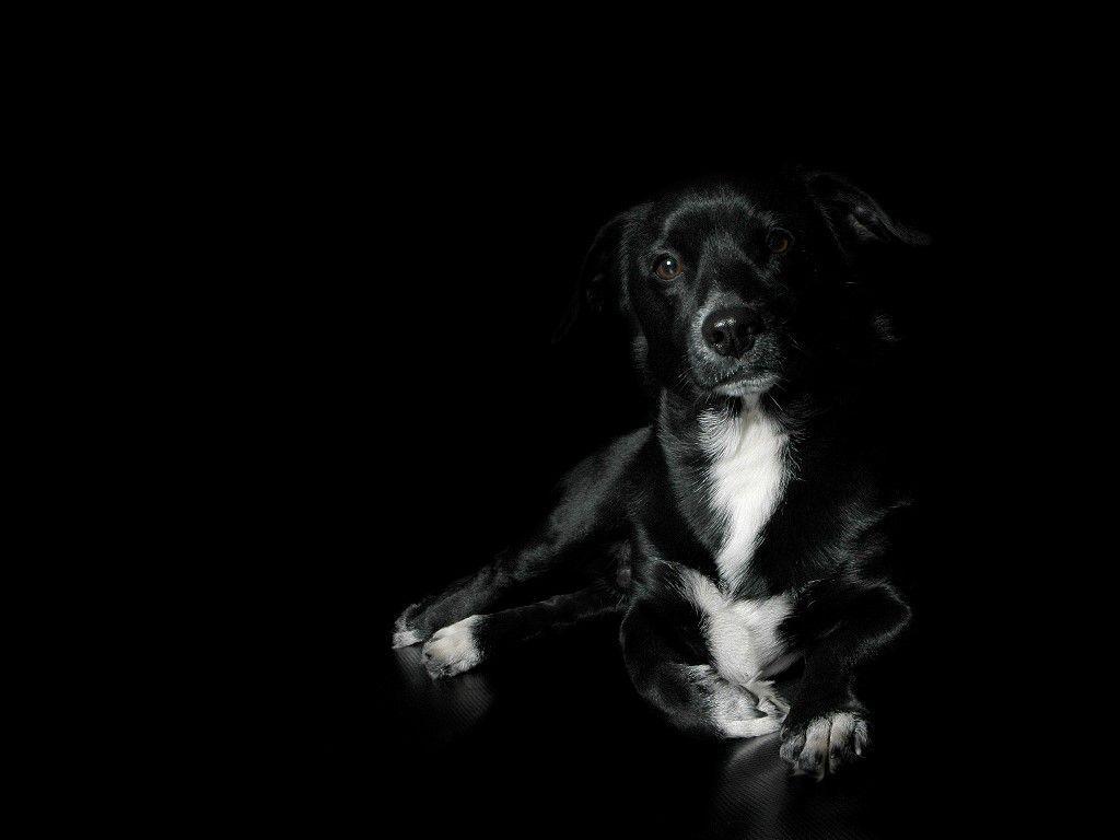 Pet Animals Wild Animals Wallpaper Picture: Black Dog W. Black