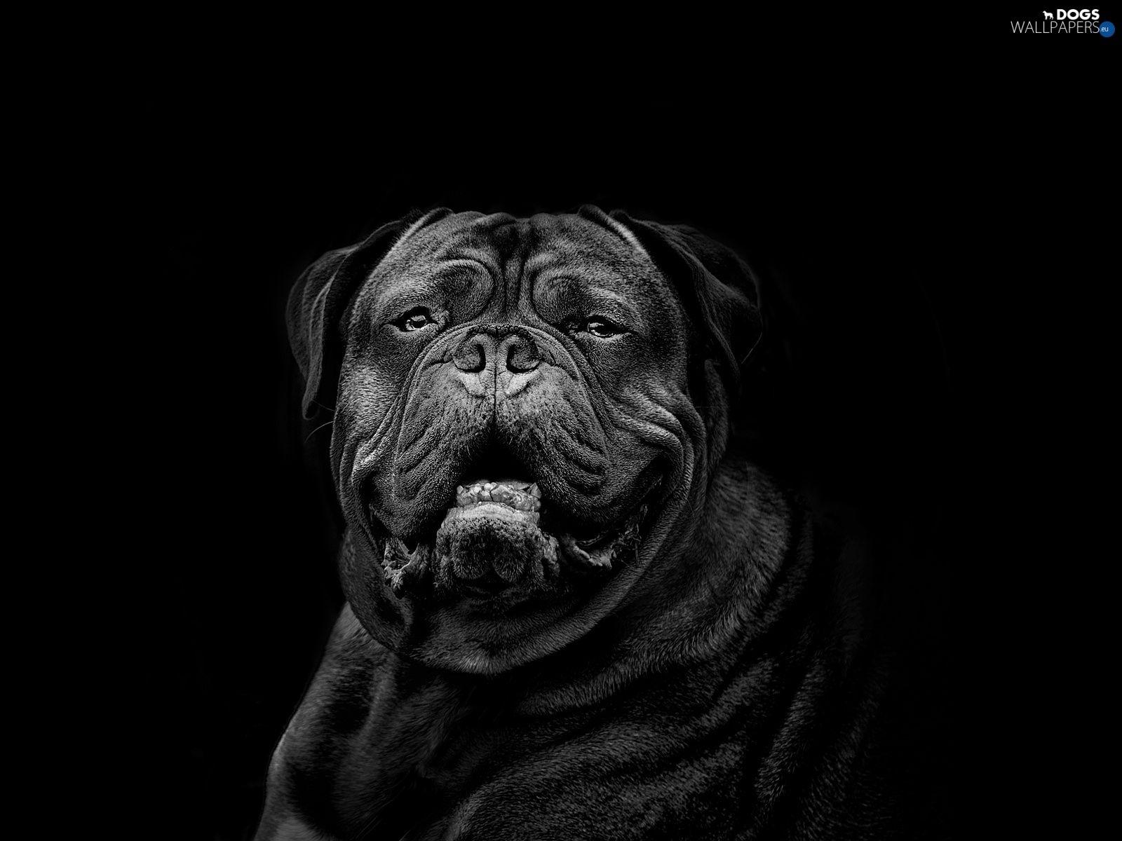 Black Dog Wallpaper Desktop Background Earthly Wallpaper 1080p