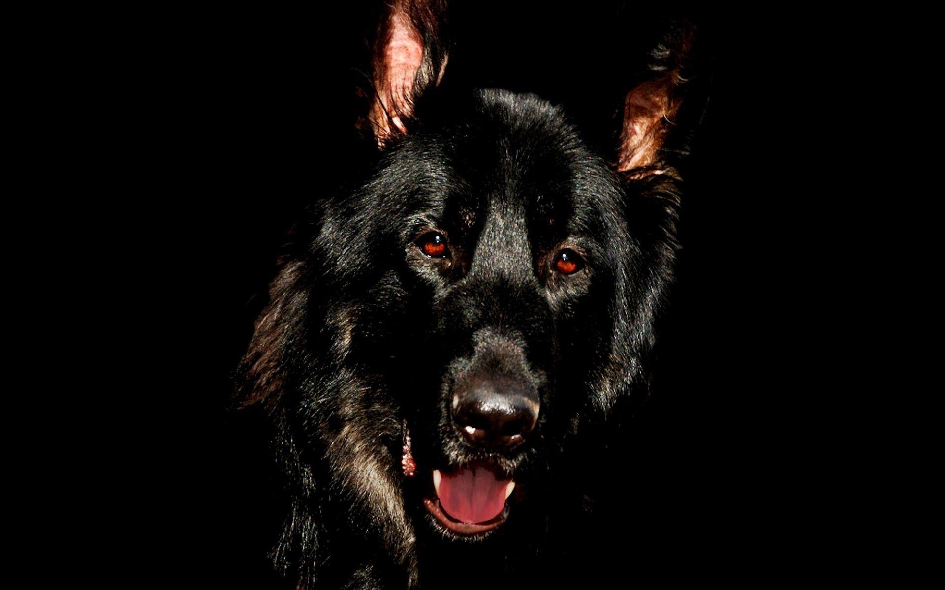 Dogs Dog Animal German Shepherd Black Animated Wallpaper Dogs HD