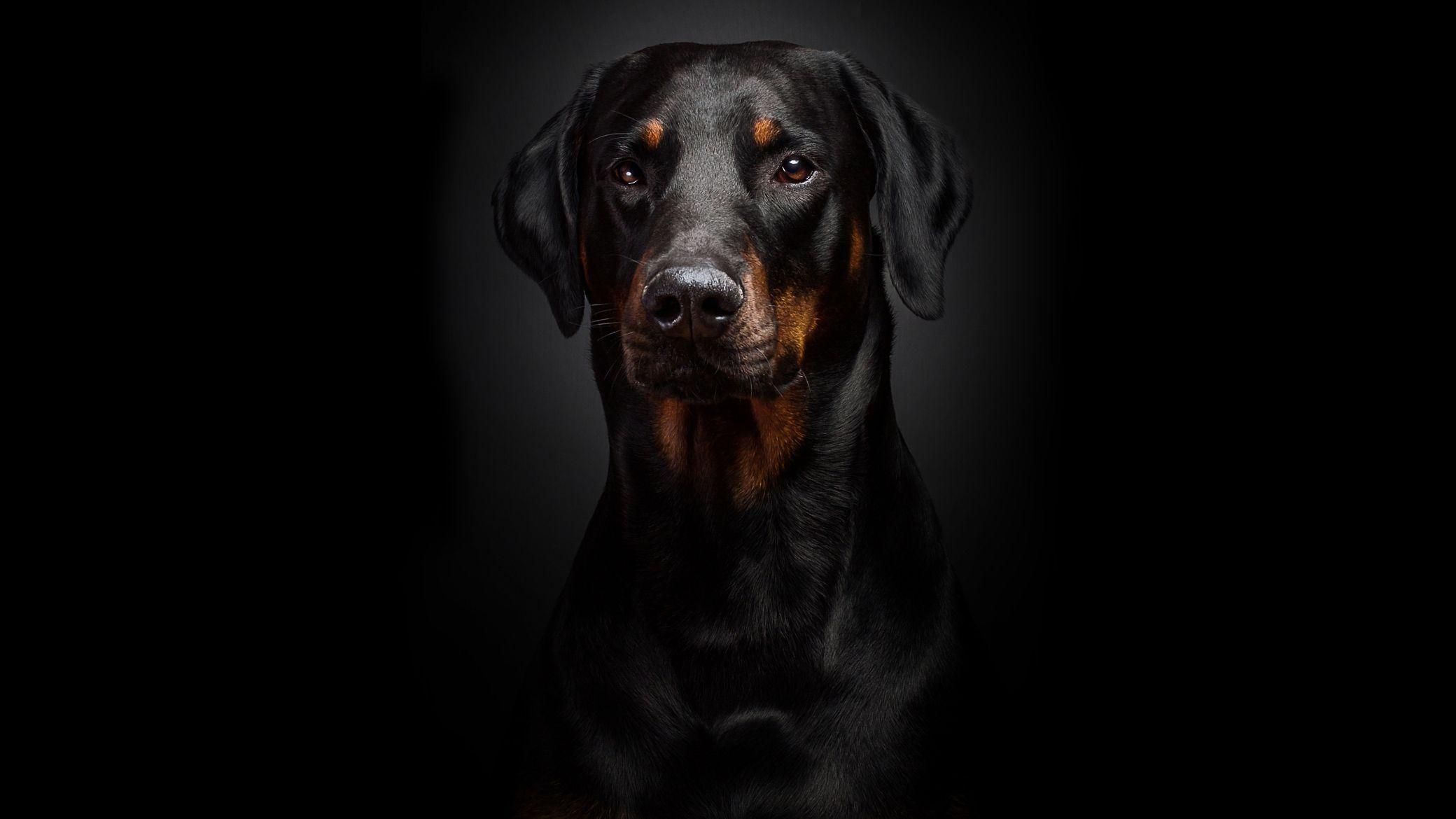 Rottweiler HD Wallpaper