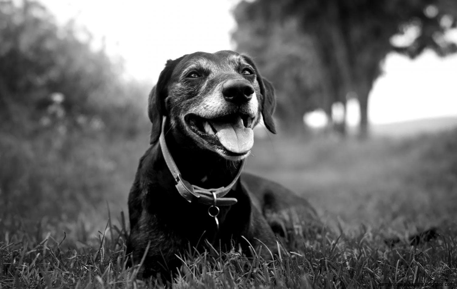 Black And White Dog Wallpaper