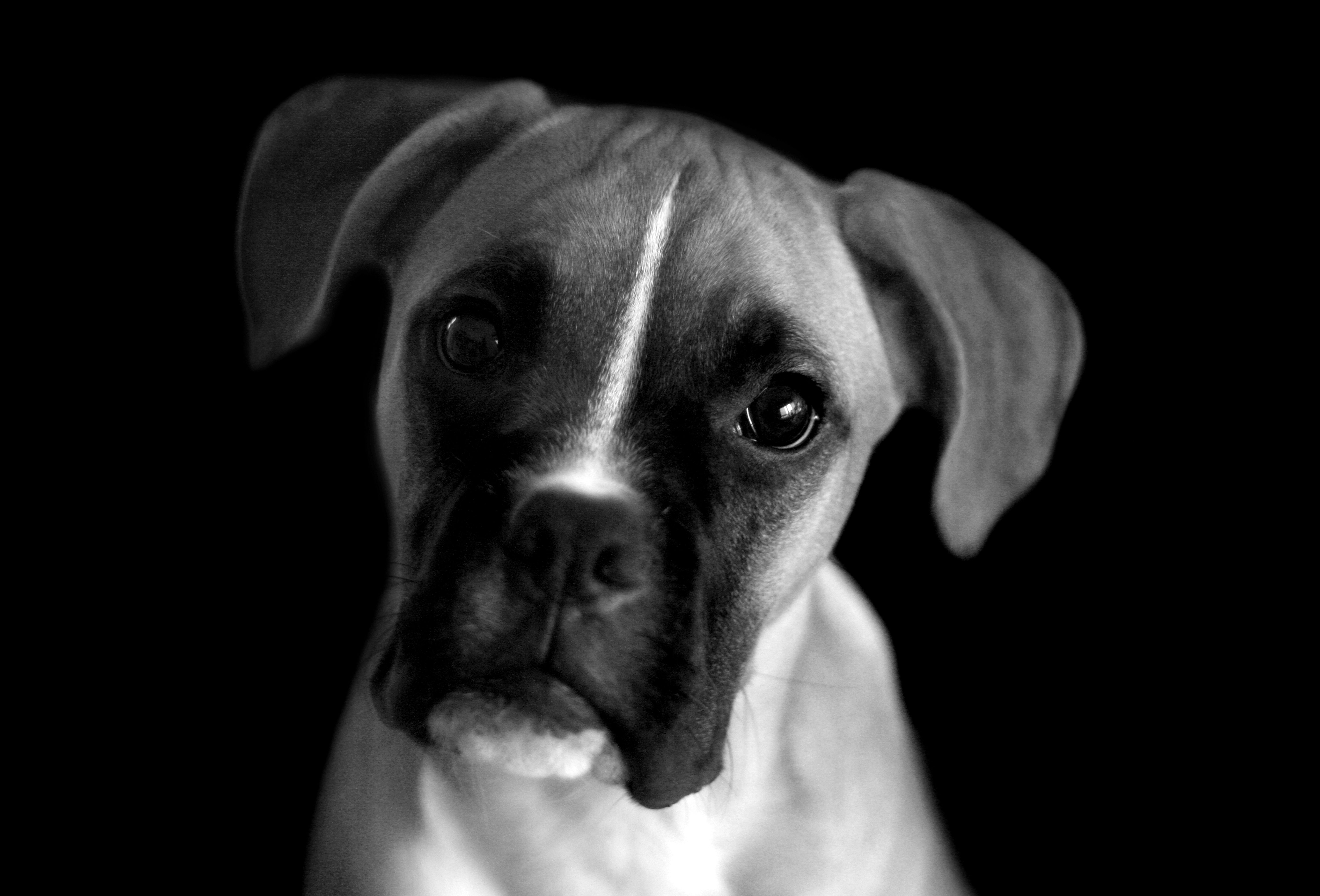 Black And White Picture Of Dogs Desktop Background