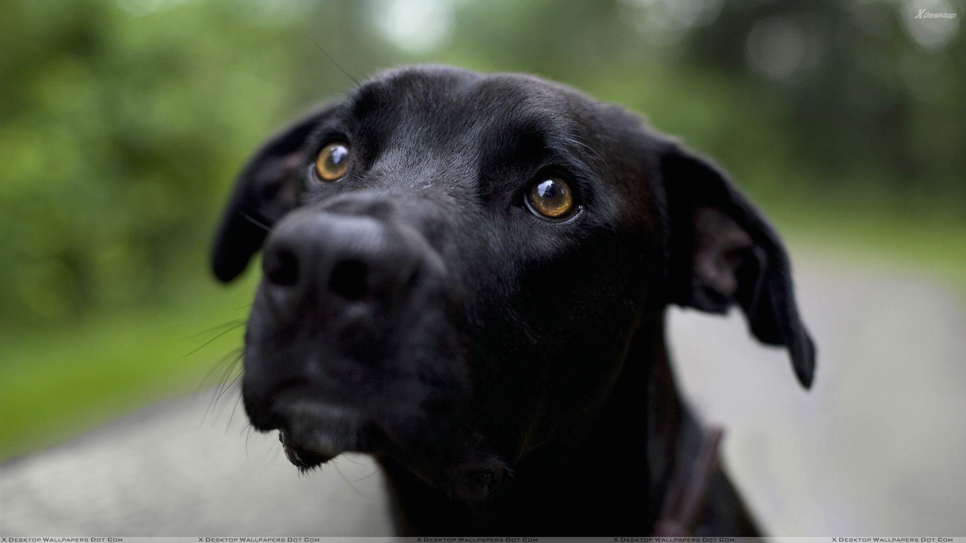 Black Dog Face Closeup Wallpaper