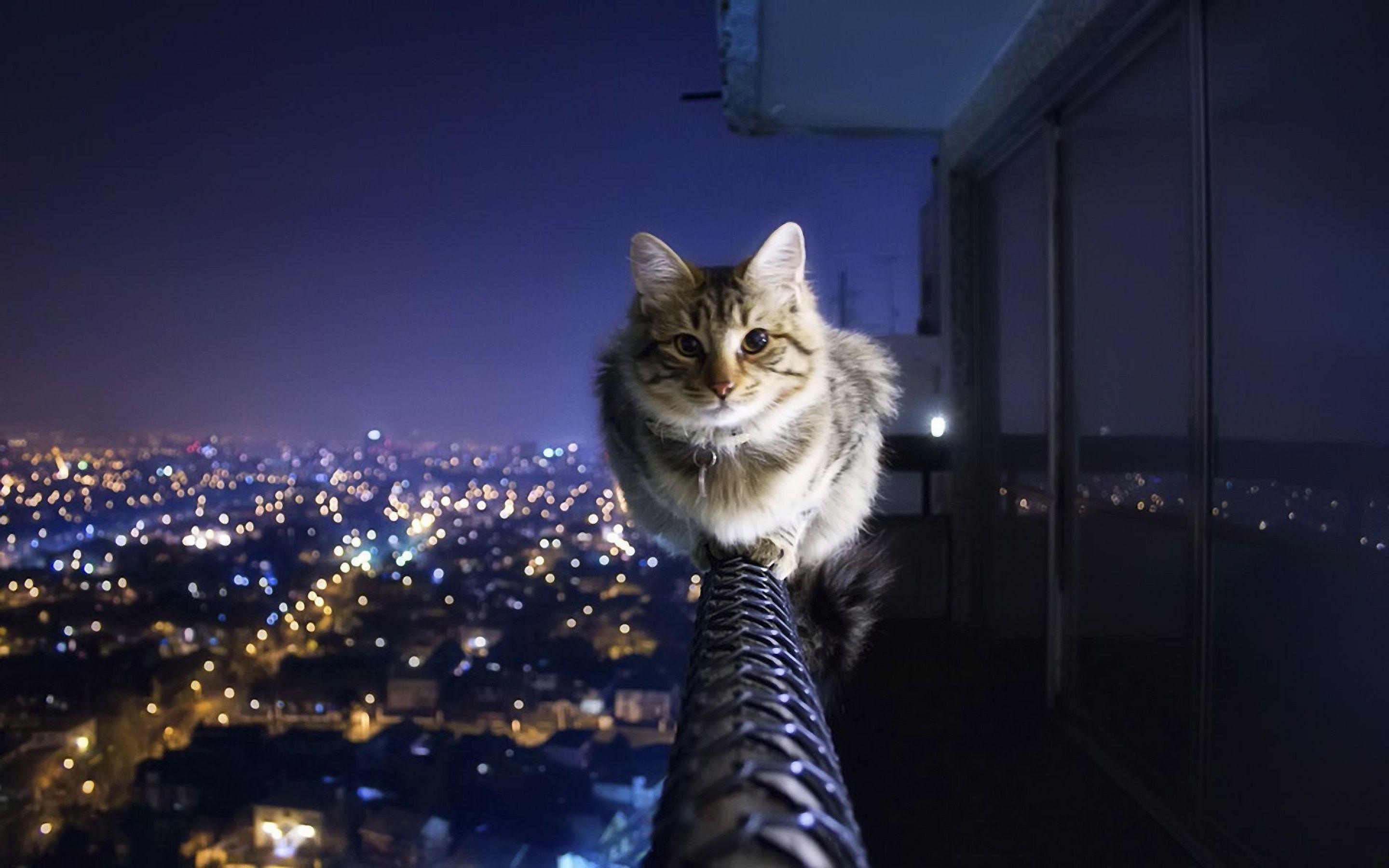 Height Wallpaper. (63++ Wallpaper)