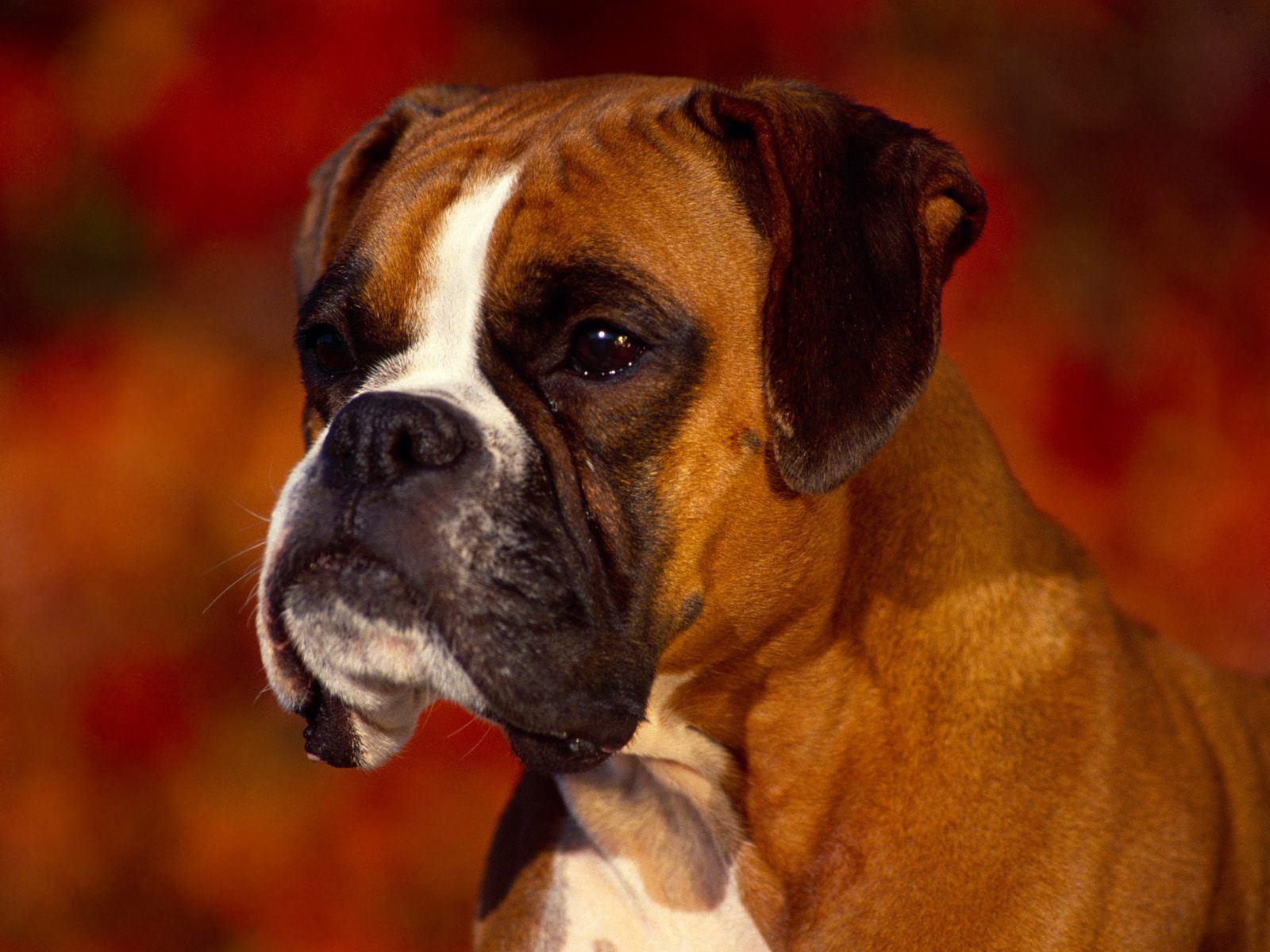 Boxer Dog Wallpaper HD