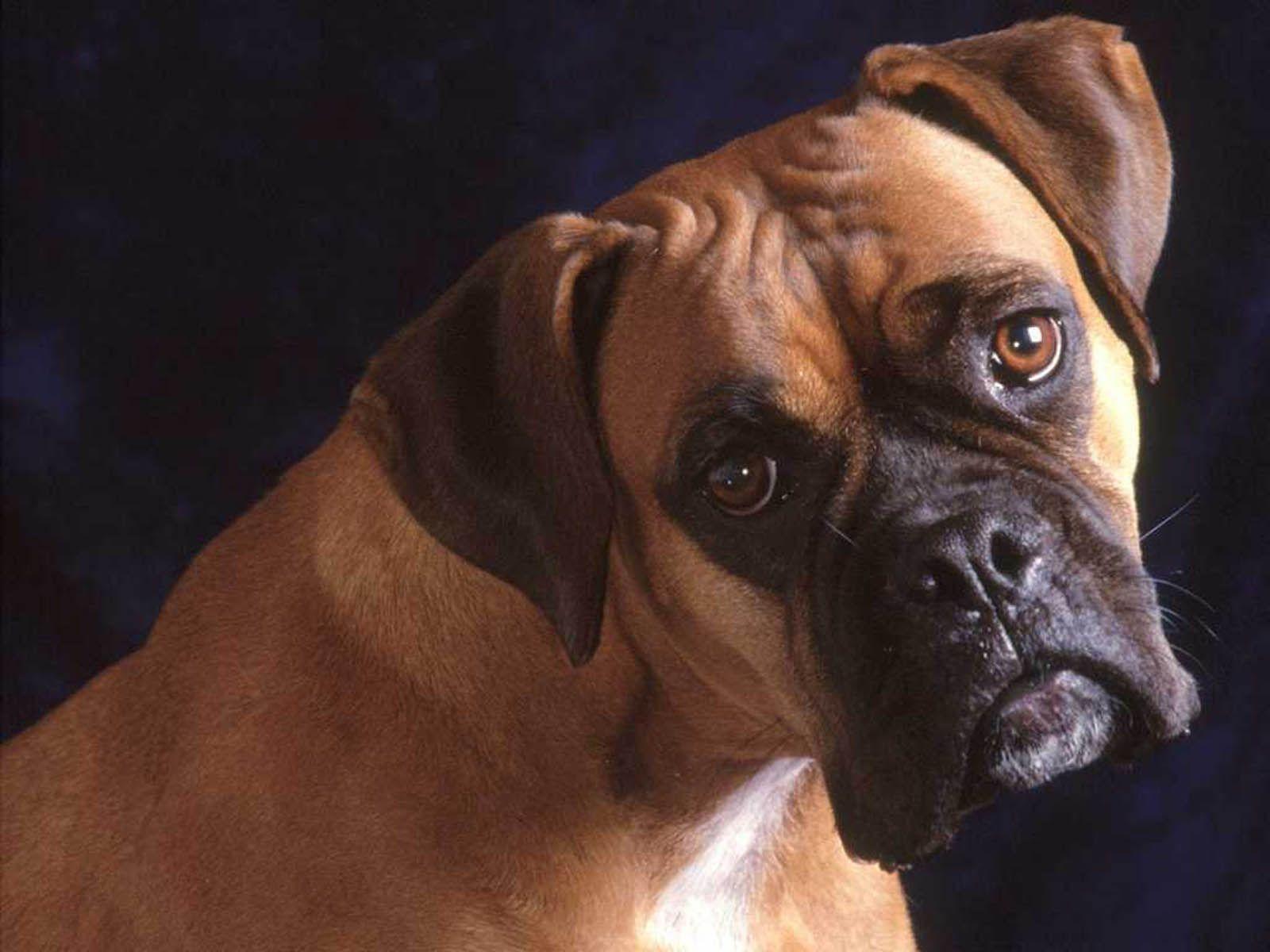 Free Boxer Puppy Picture. the Boxer Dog Wallpaper, Boxer Dog