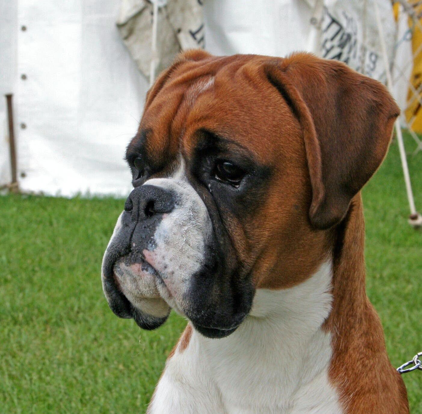 Animals Background, 374200 Boxer Dogs Wallpaper,