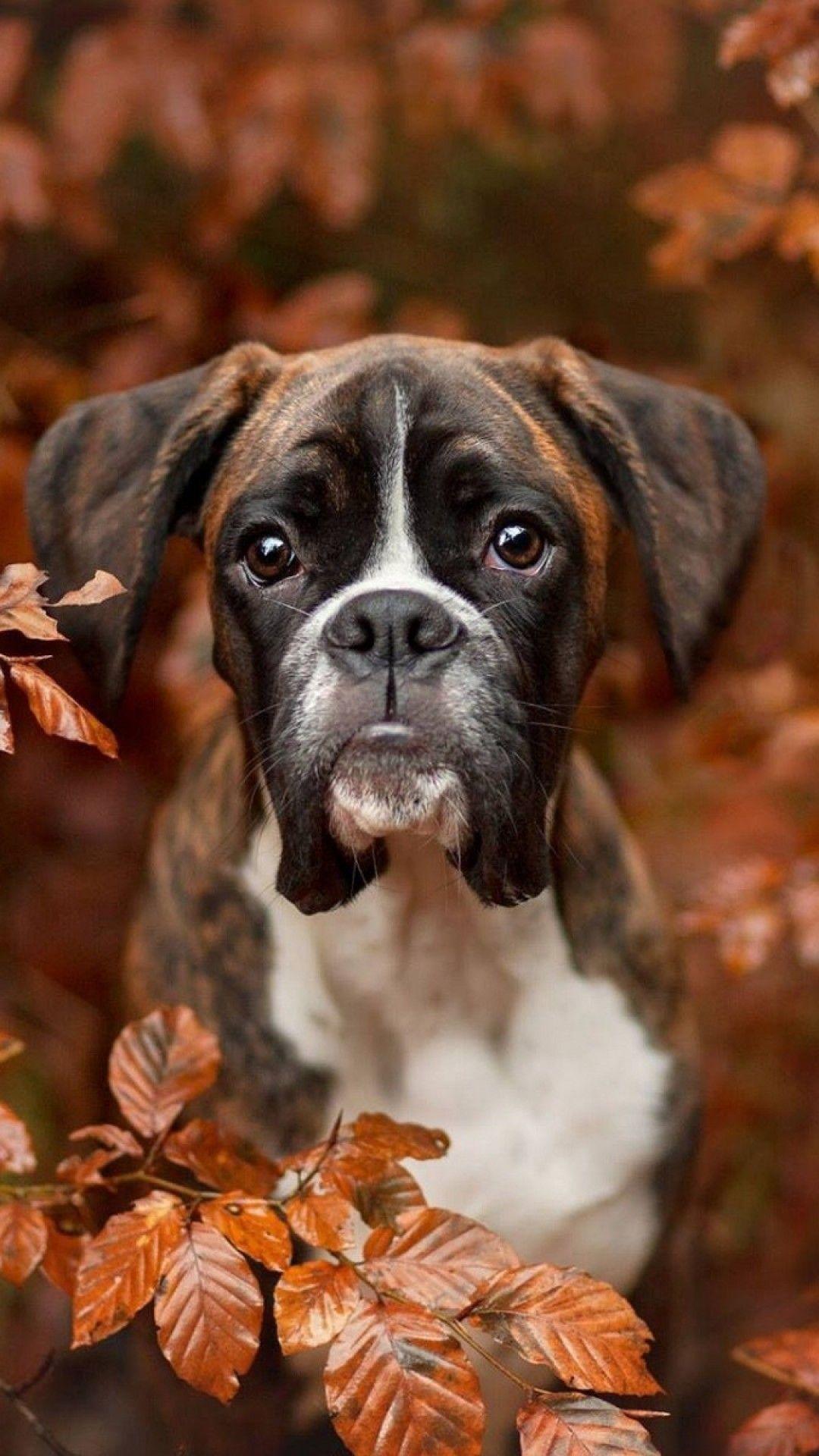 Download 1080x1920 Boxer, Dogs, Autumn, Photography Wallpaper