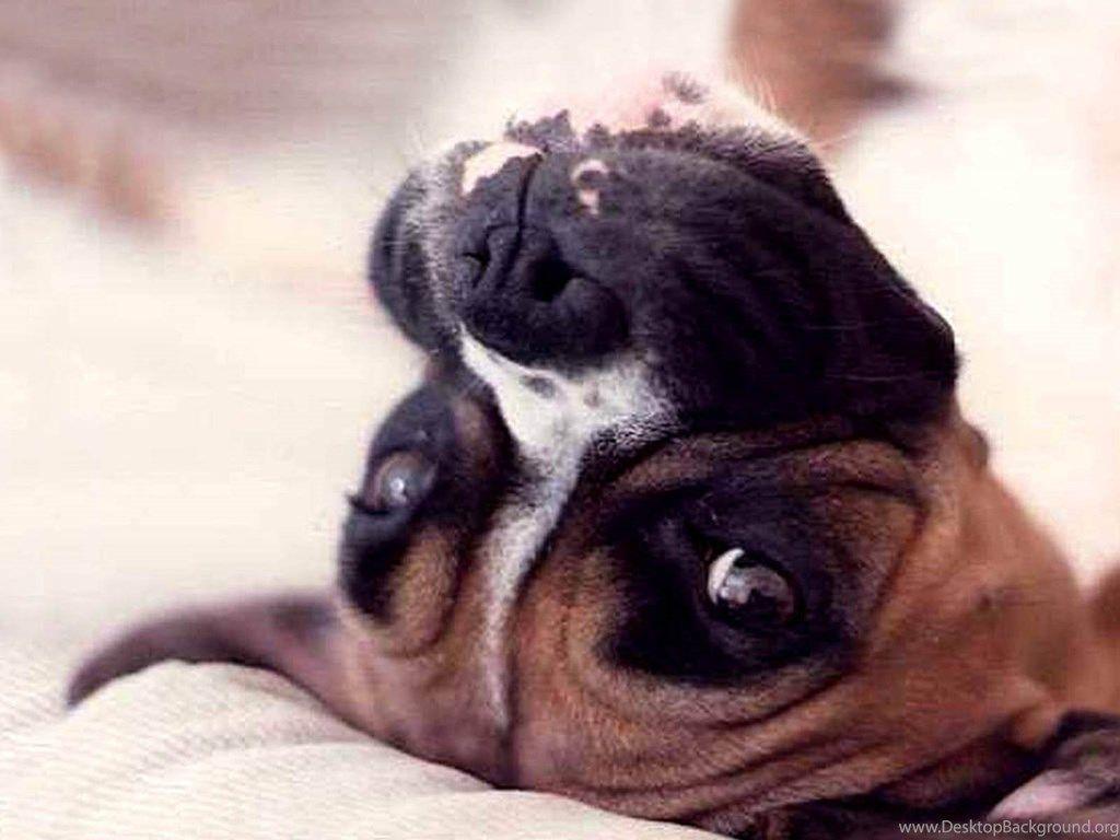 Boxer Dog Wallpaper, Boxer Dog Desktop Wallpaper, Boxer Dog