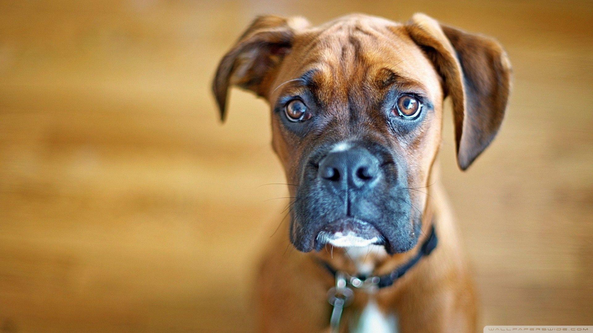 Boxer Dog Wallpaper background picture