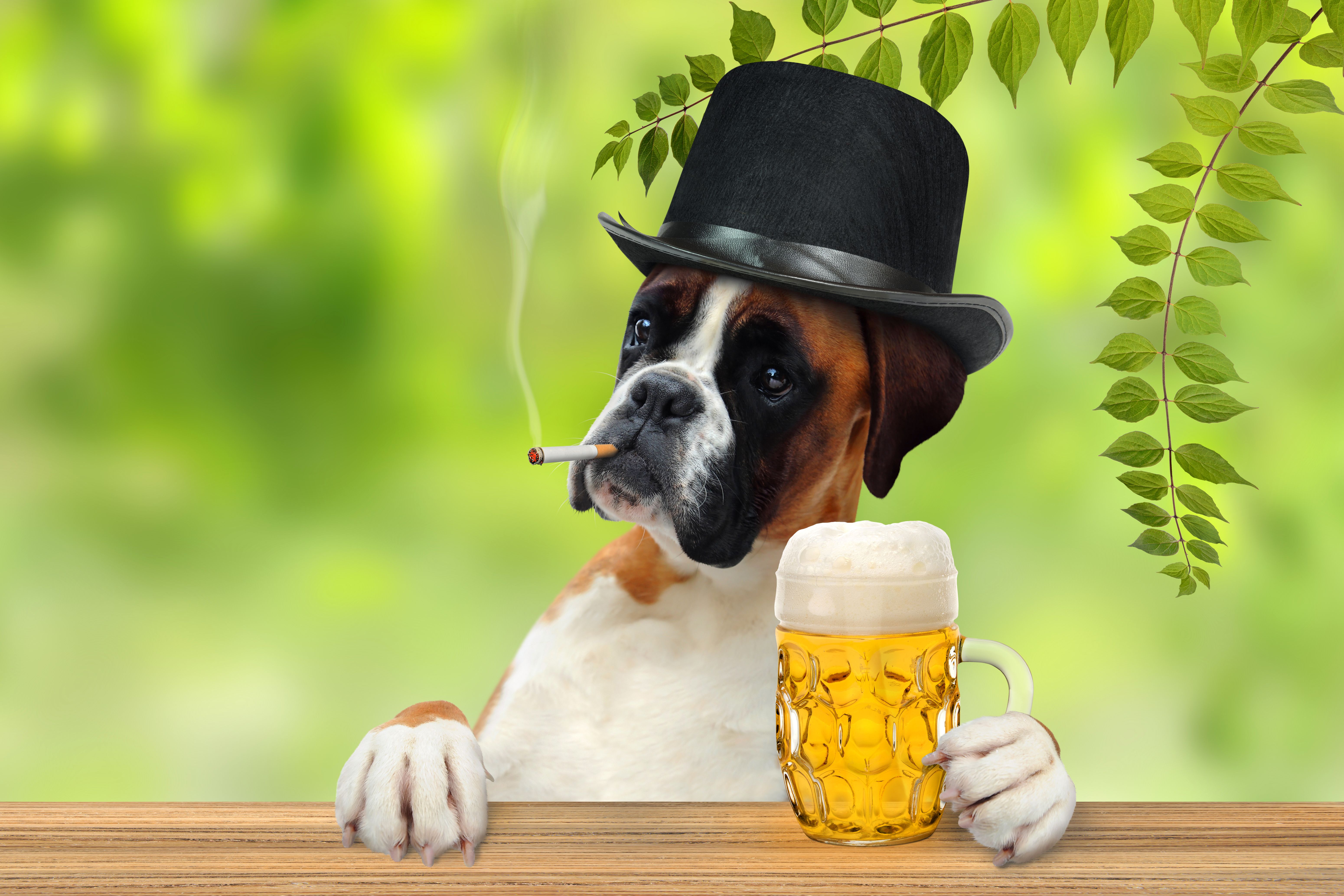 Picture Boxer Dogs Hat Beer Mug Stemware Animals 6200x4133
