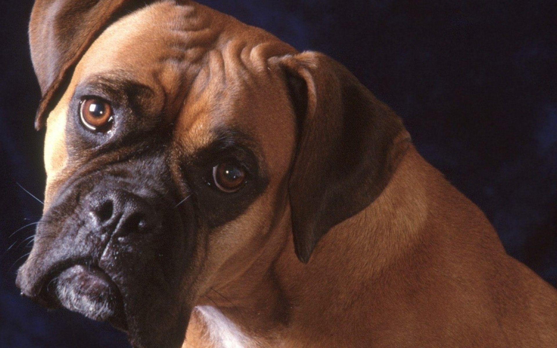 Boxer, Dog, Background, Image, Hd, New, Wallpaper, Free, Download