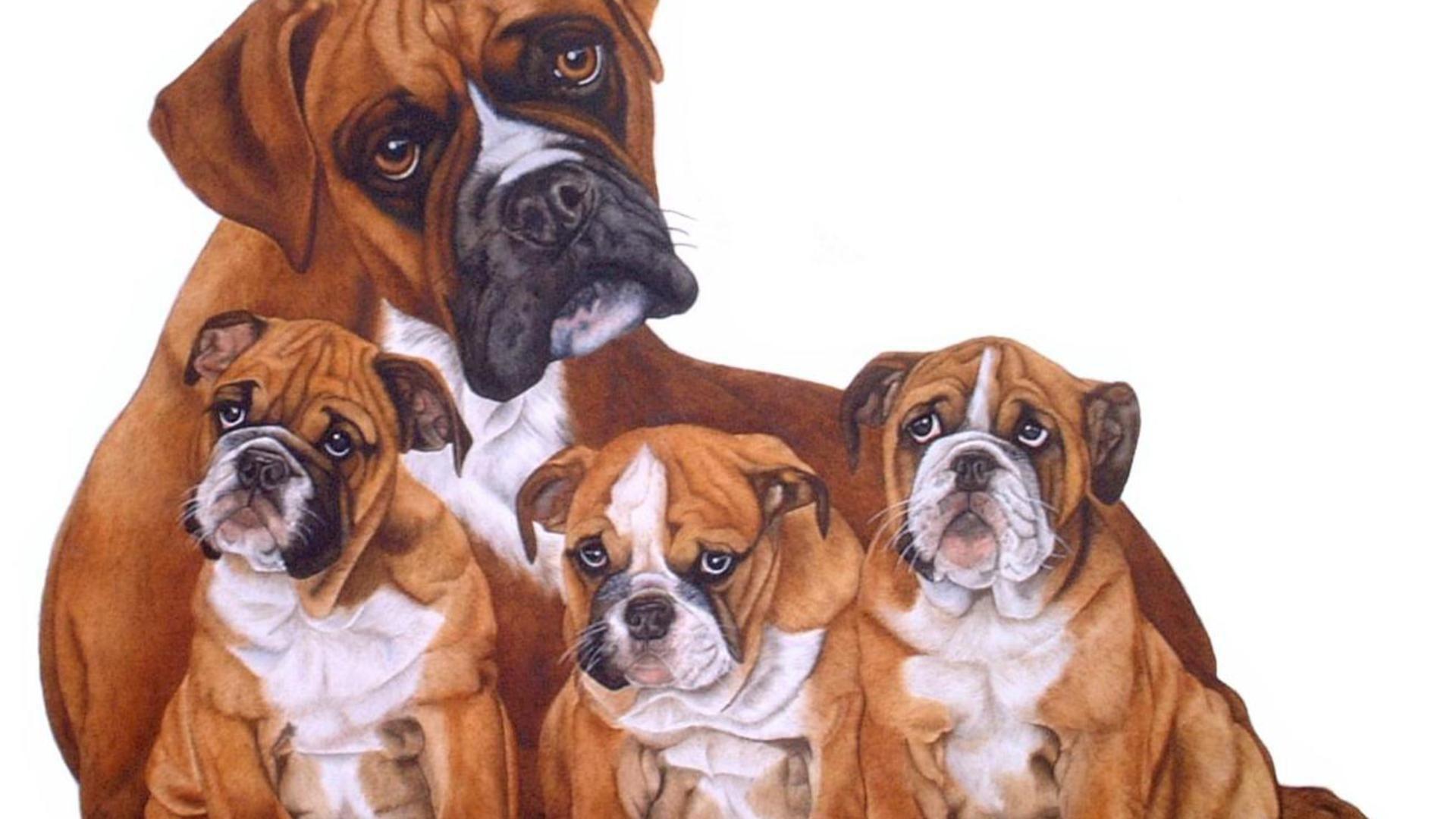 family of boxer dogs. HD Family Of Boxer Dogs Wallpaper. Boxers