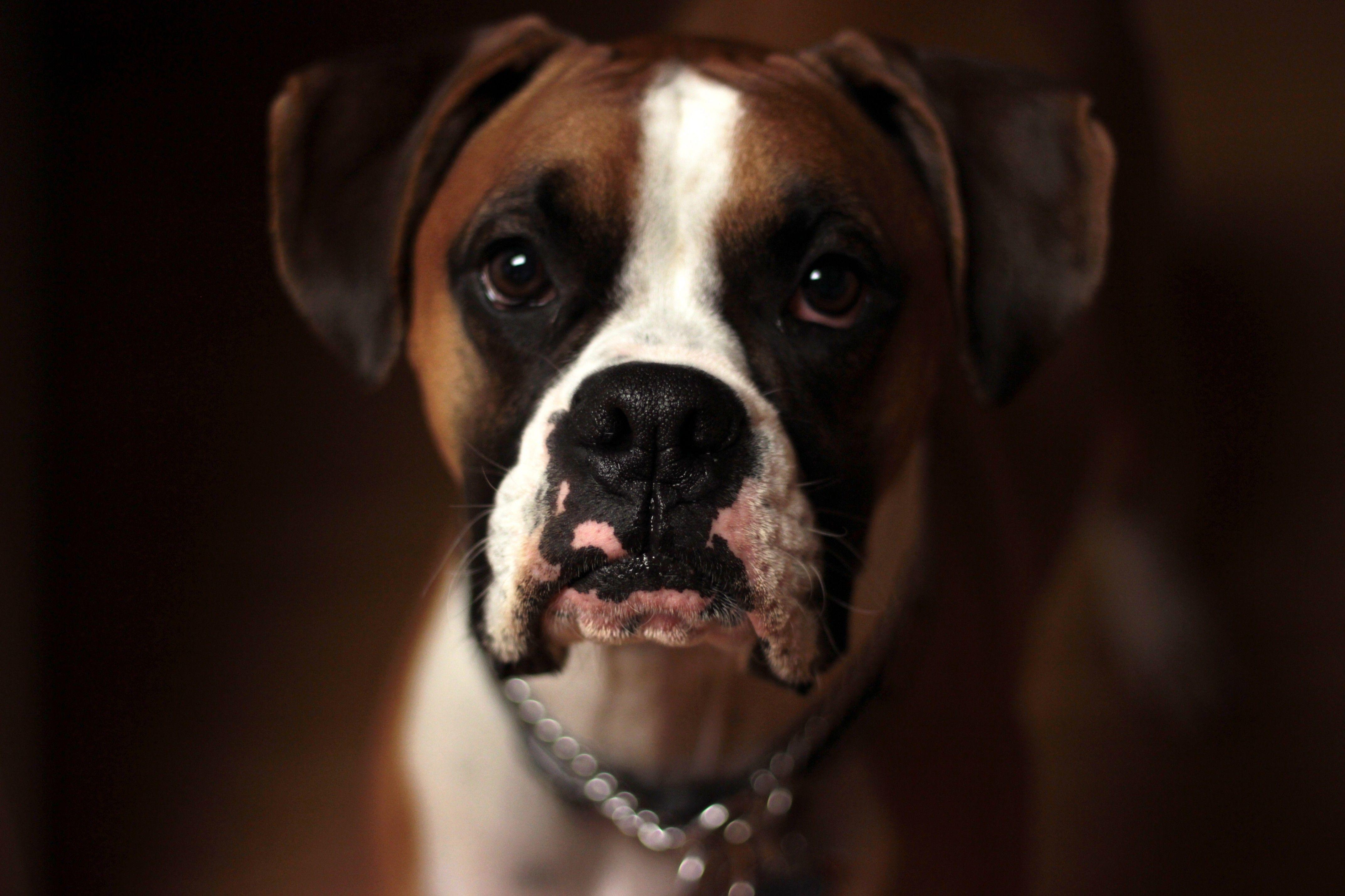 Boxer Dogs Wallpapers - Wallpaper Cave