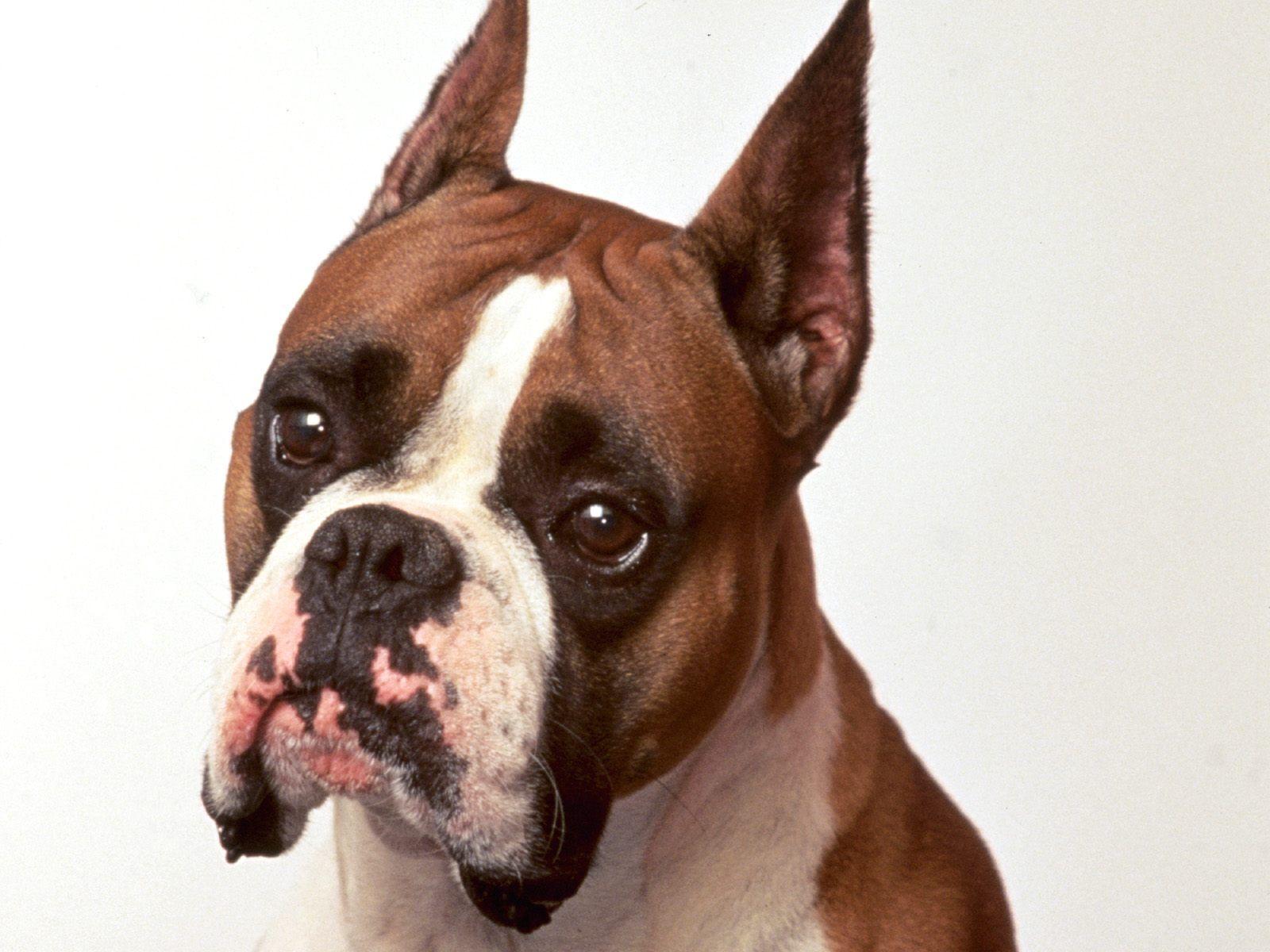 Desktop Picture Of A Boxer Dog Wallpaper