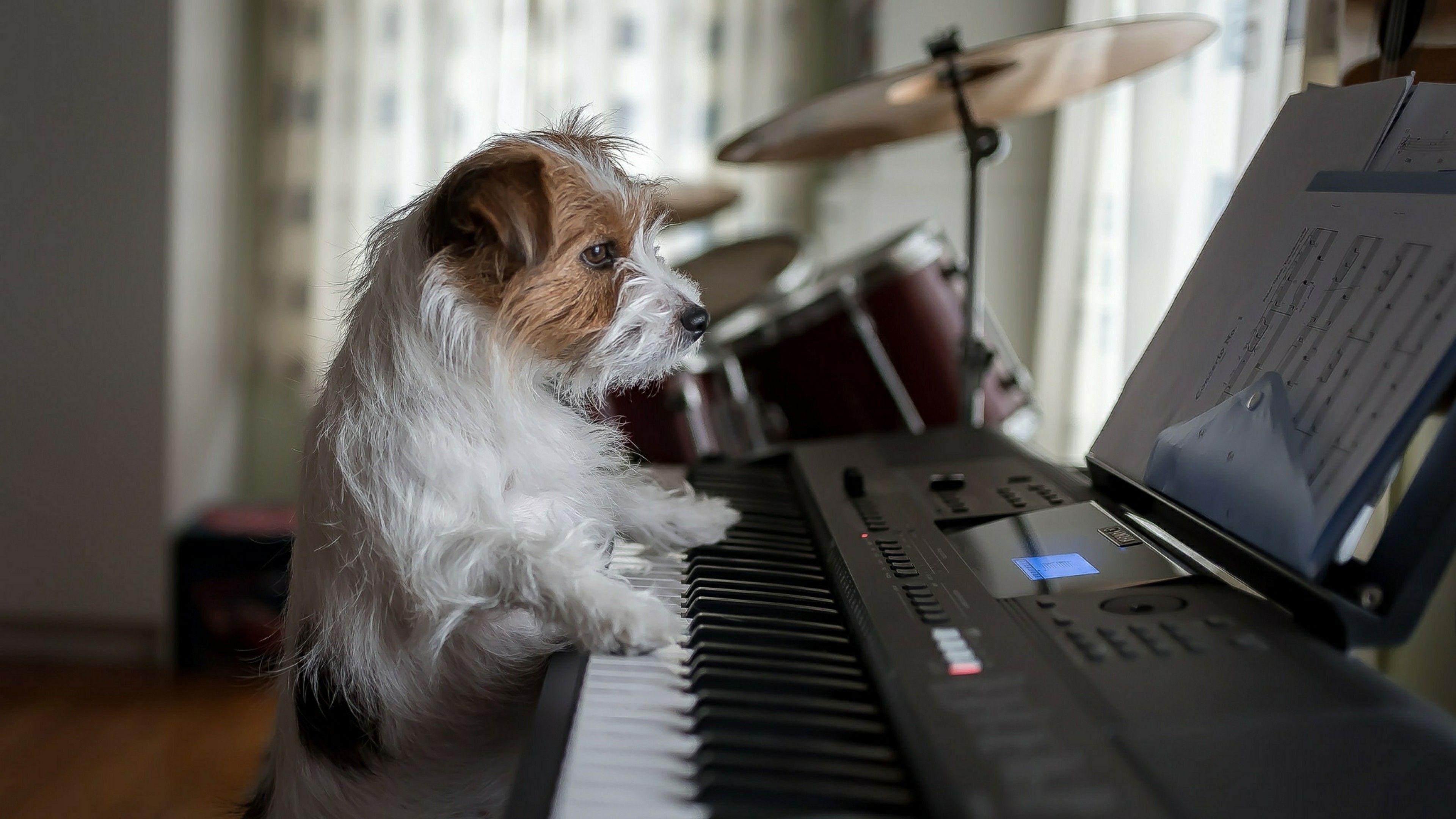 Pianist Jack Russell Terrier Wallpaper. Wallpaper Studio 10. Tens