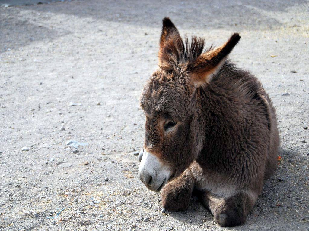Donkey Wallpaper. Fun Animals Wiki, Videos, Picture, Stories